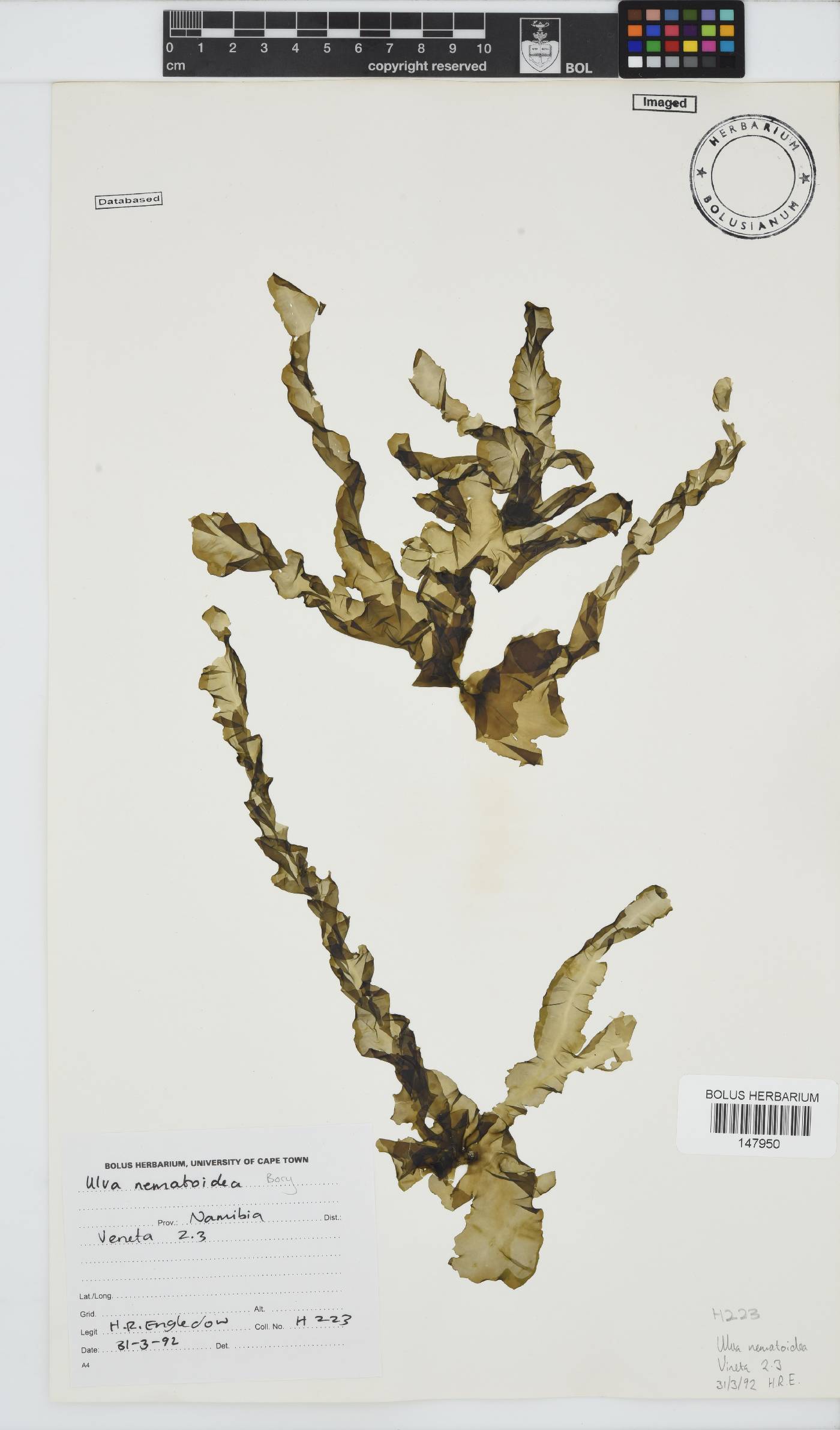 Ulva nematoidea image