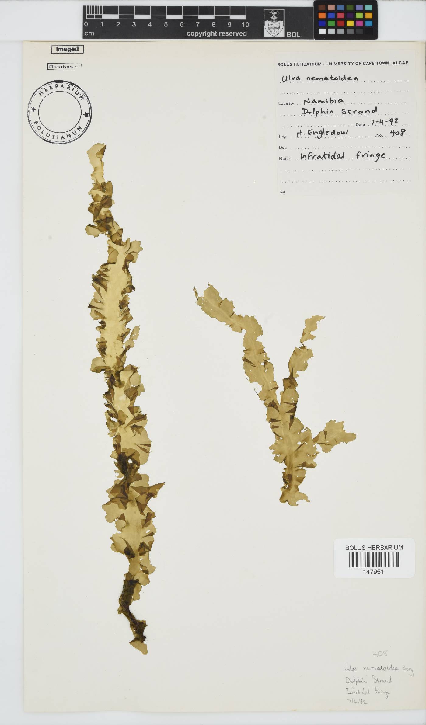 Ulva nematoidea image