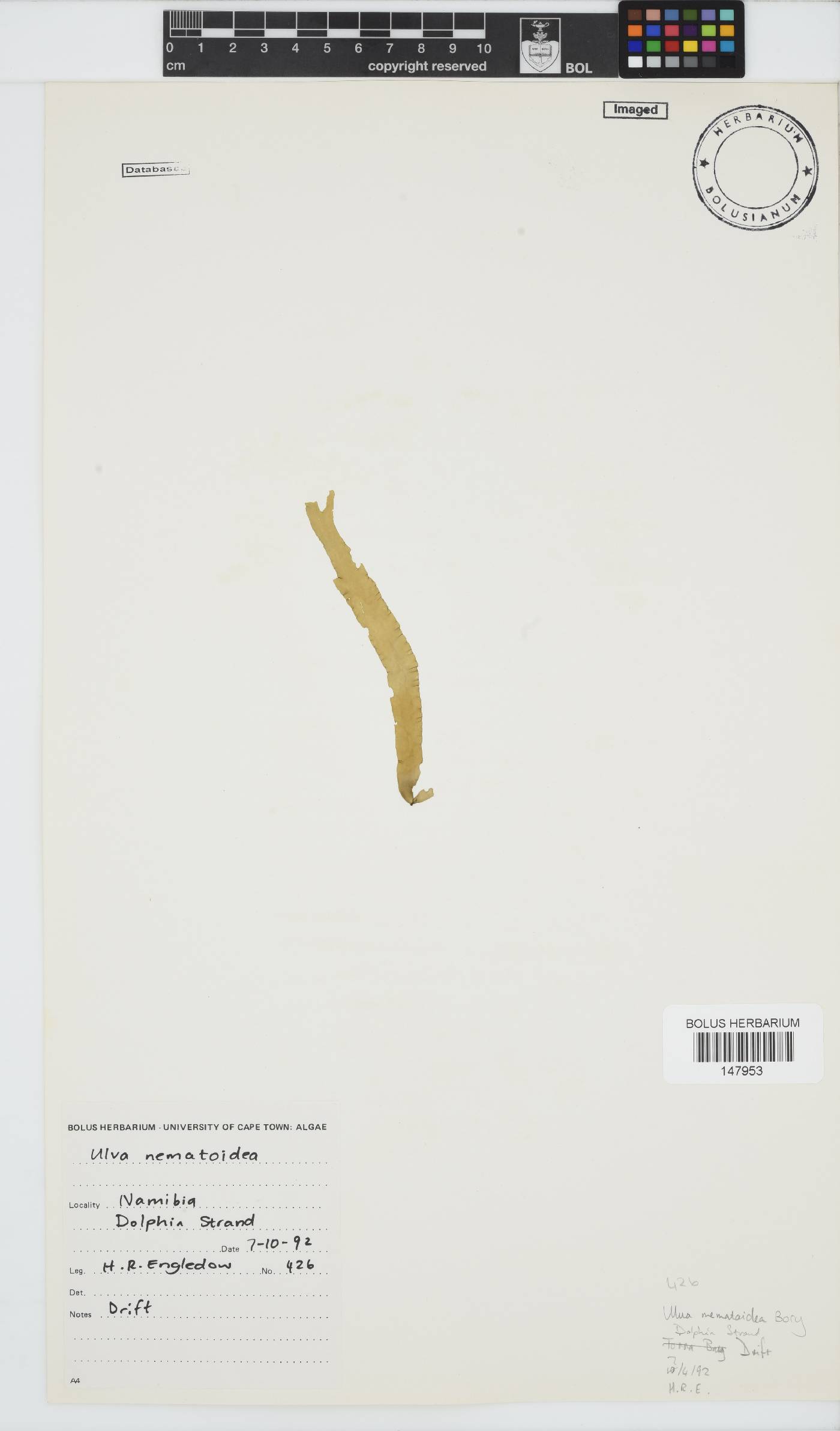 Ulva nematoidea image