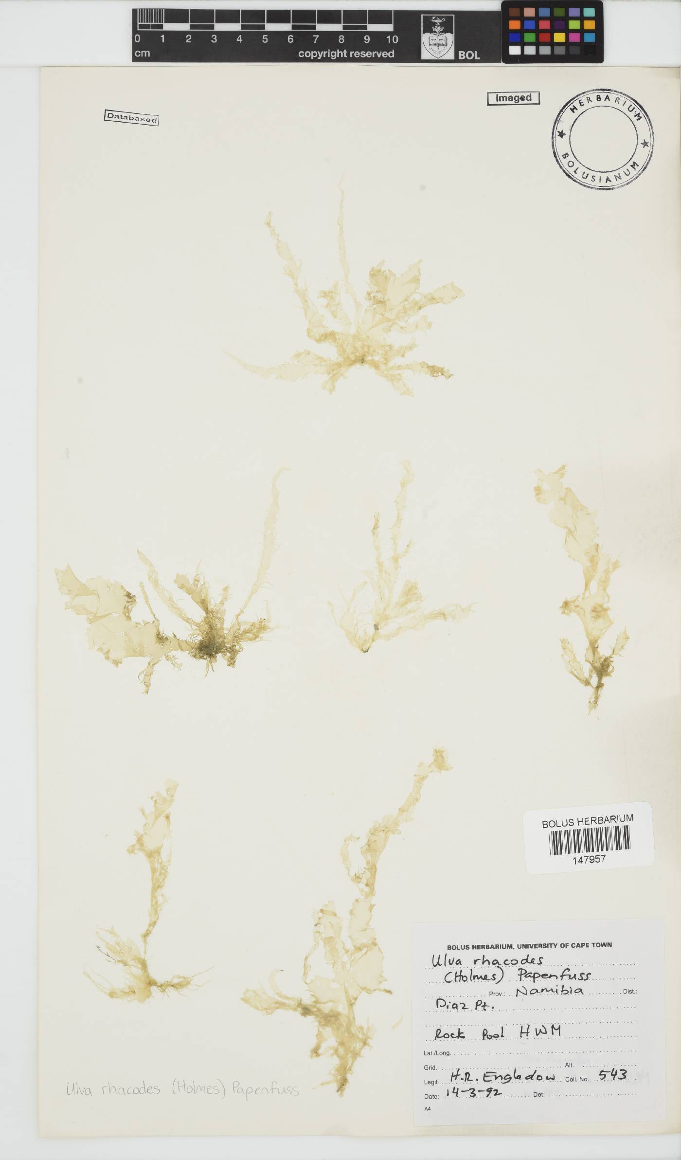 Ulva rhacodes image