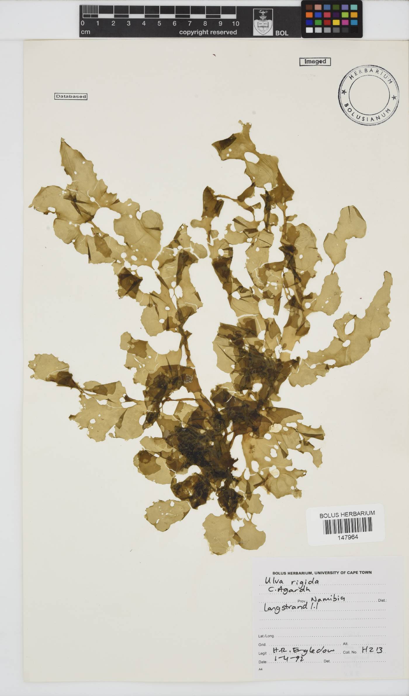 Ulva rigida image