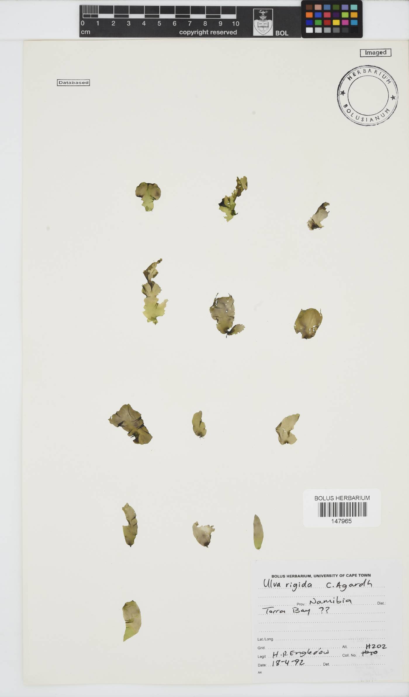 Ulva rigida image