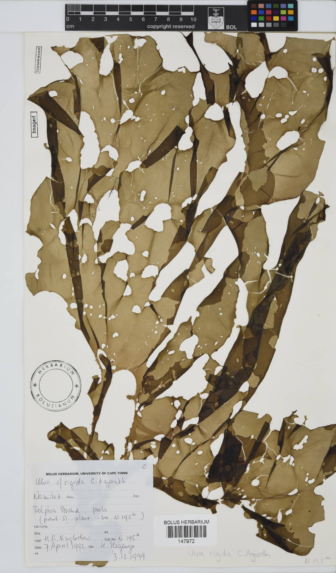 Ulva rigida image