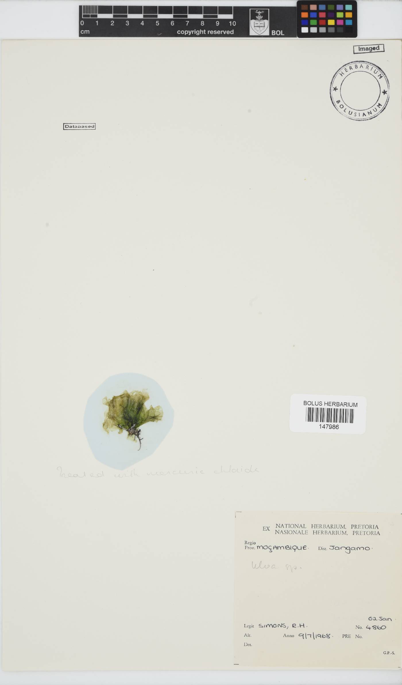 Ulva image