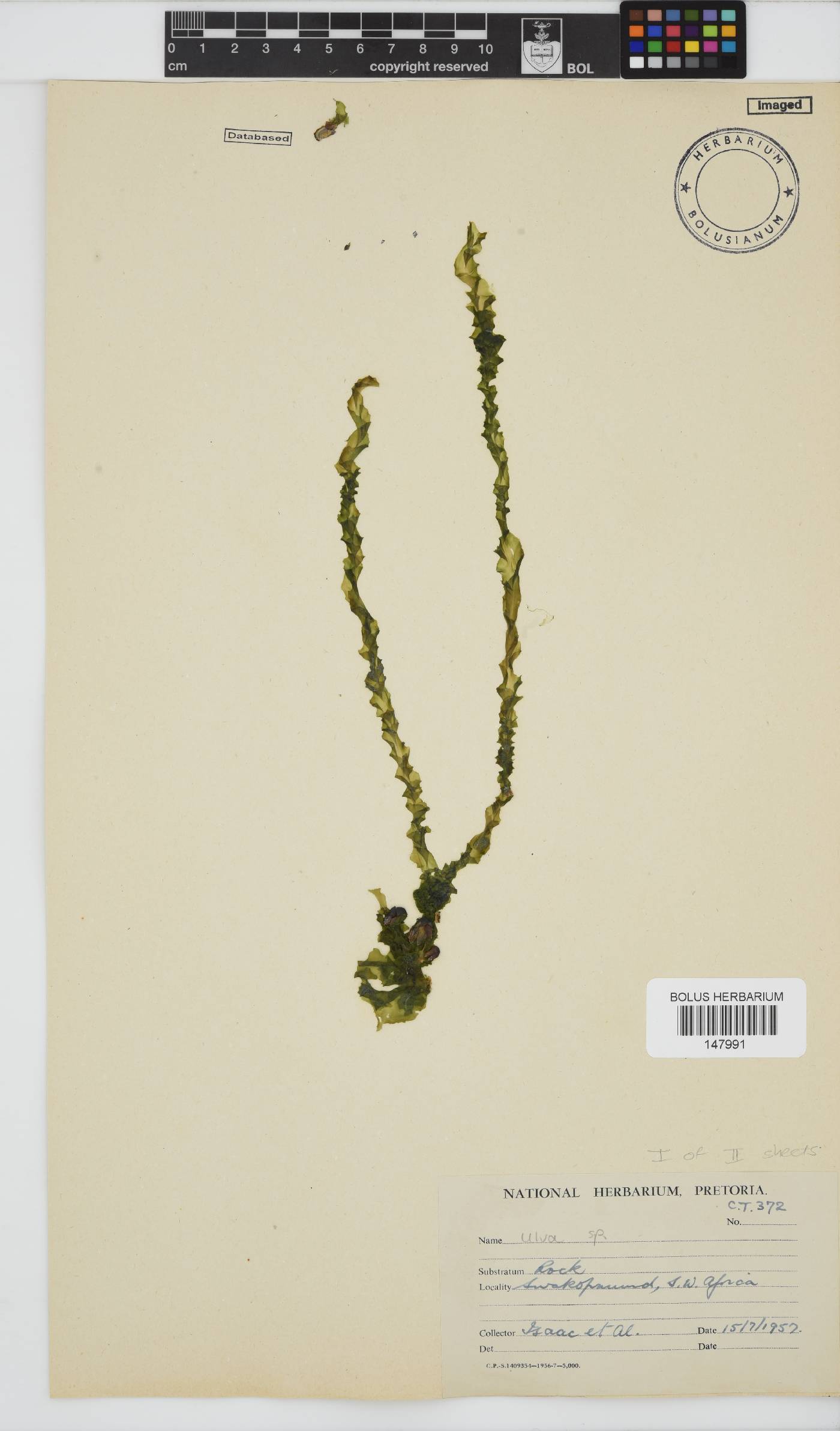 Ulvaceae image