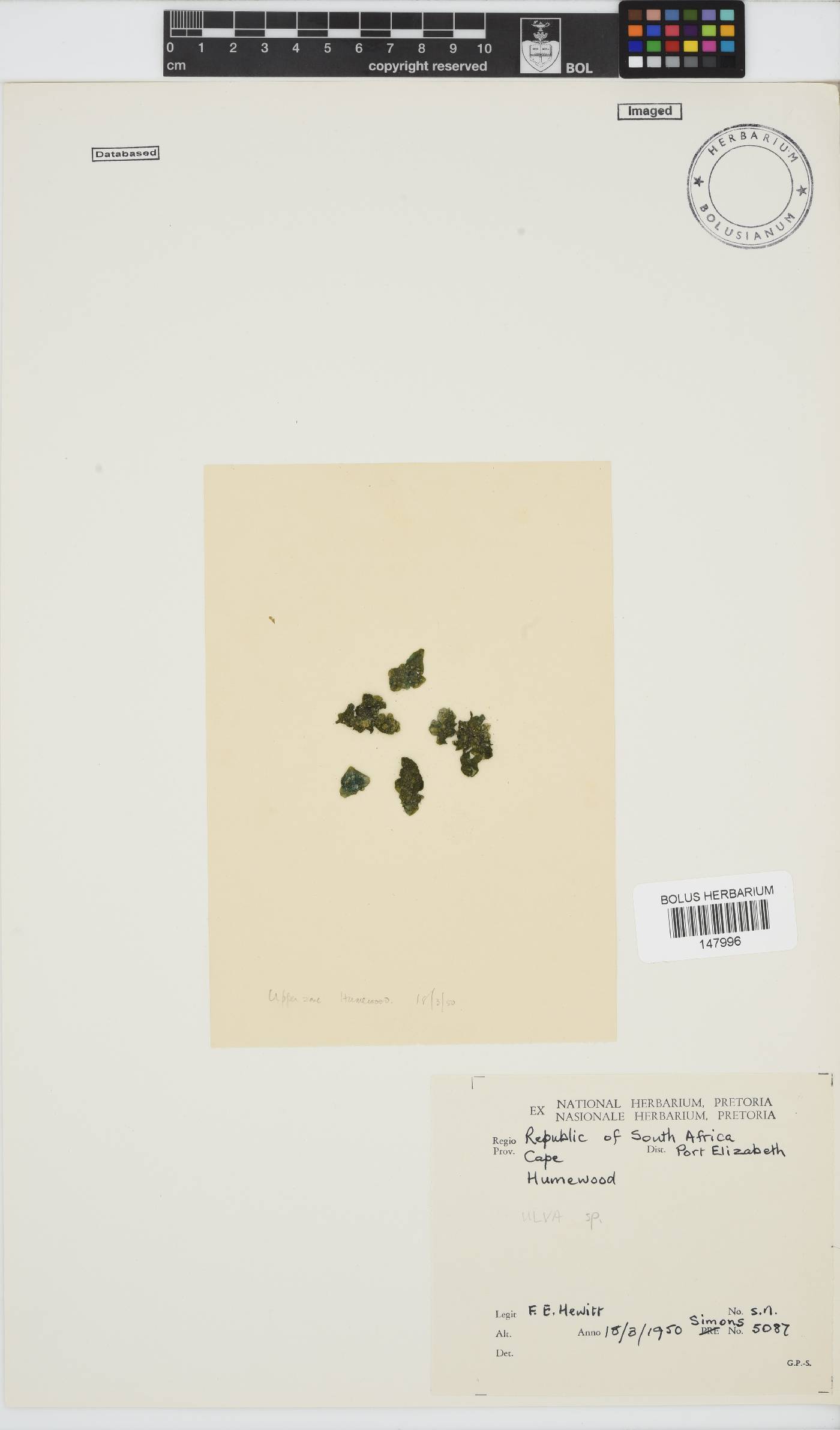 Ulva image