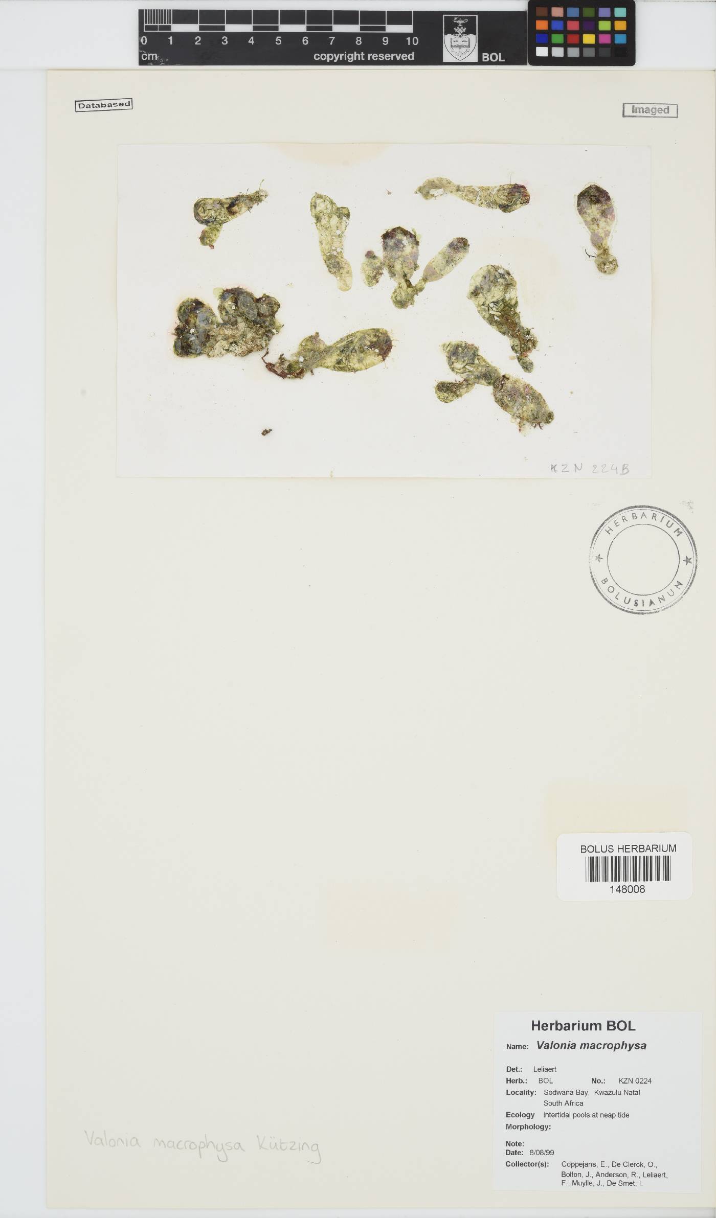 Valonia macrophysa image