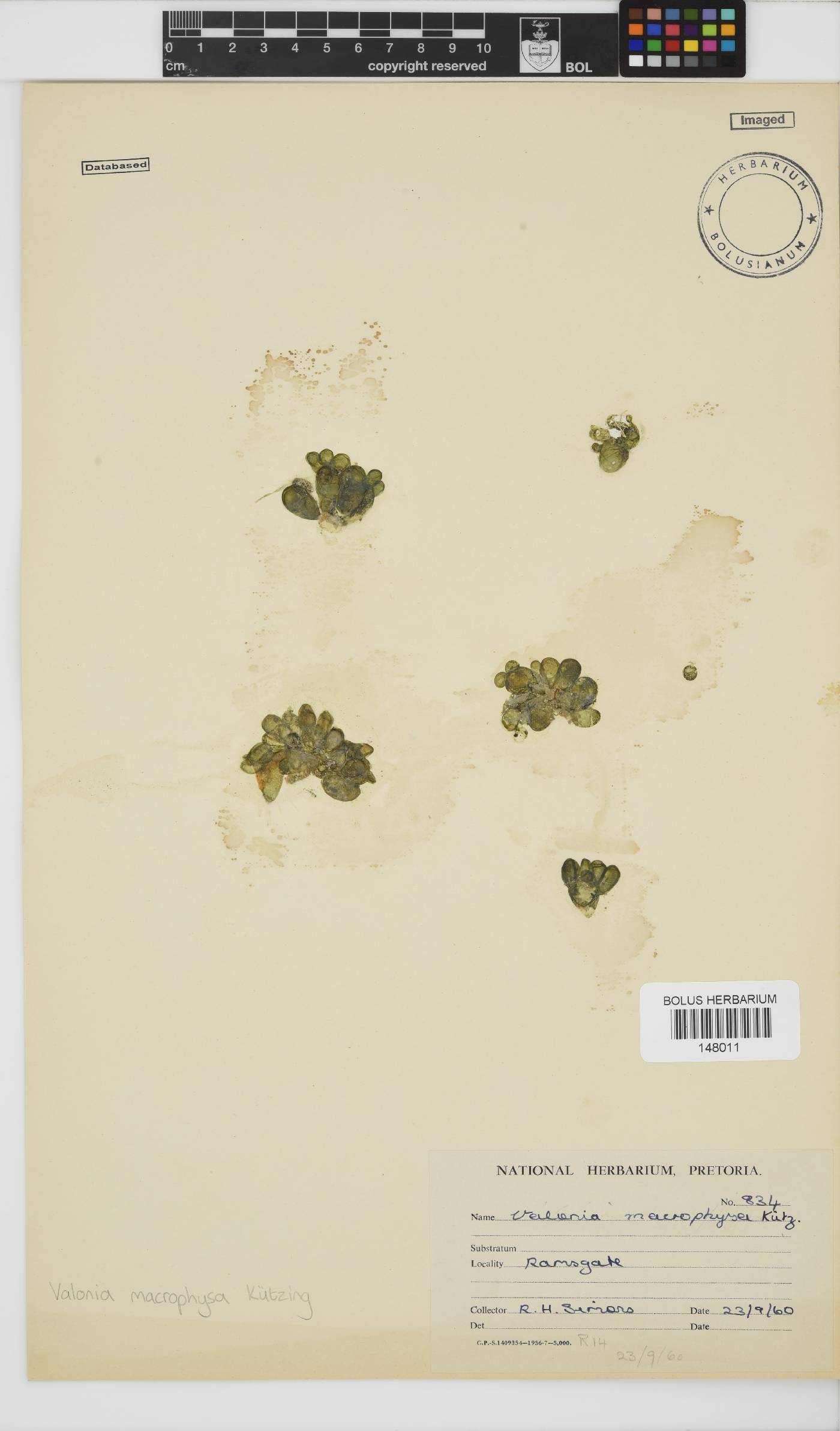 Valoniaceae image