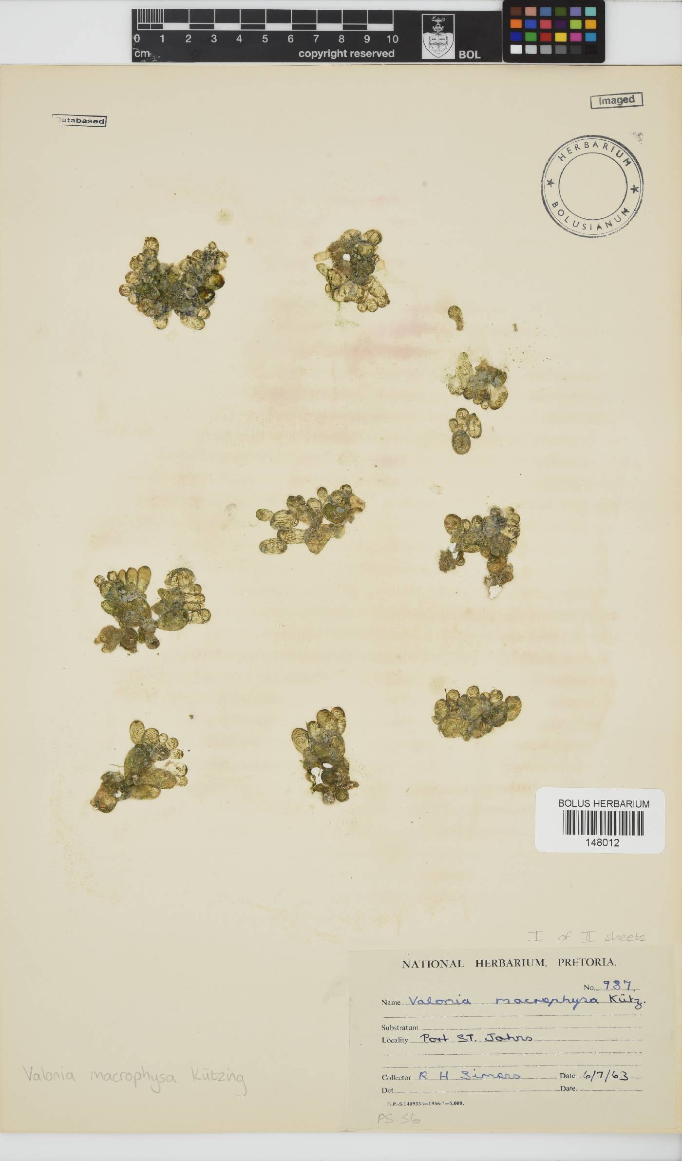 Valonia macrophysa image