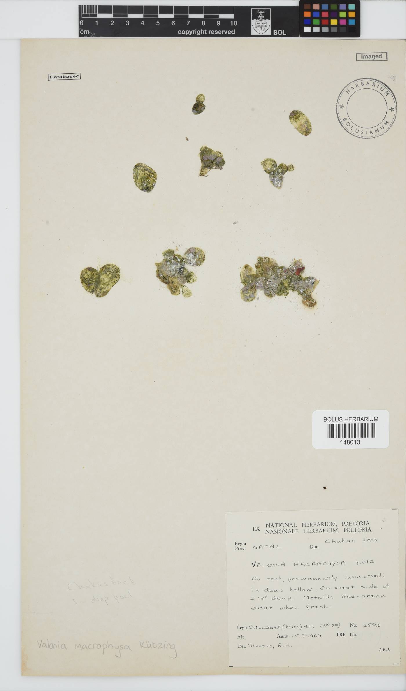 Valonia image
