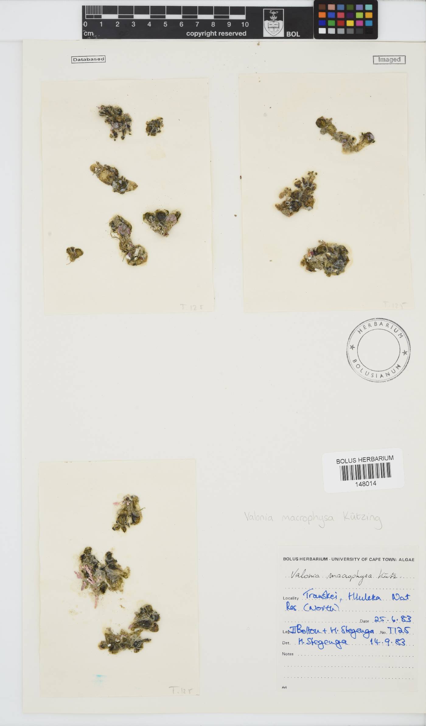 Valoniaceae image