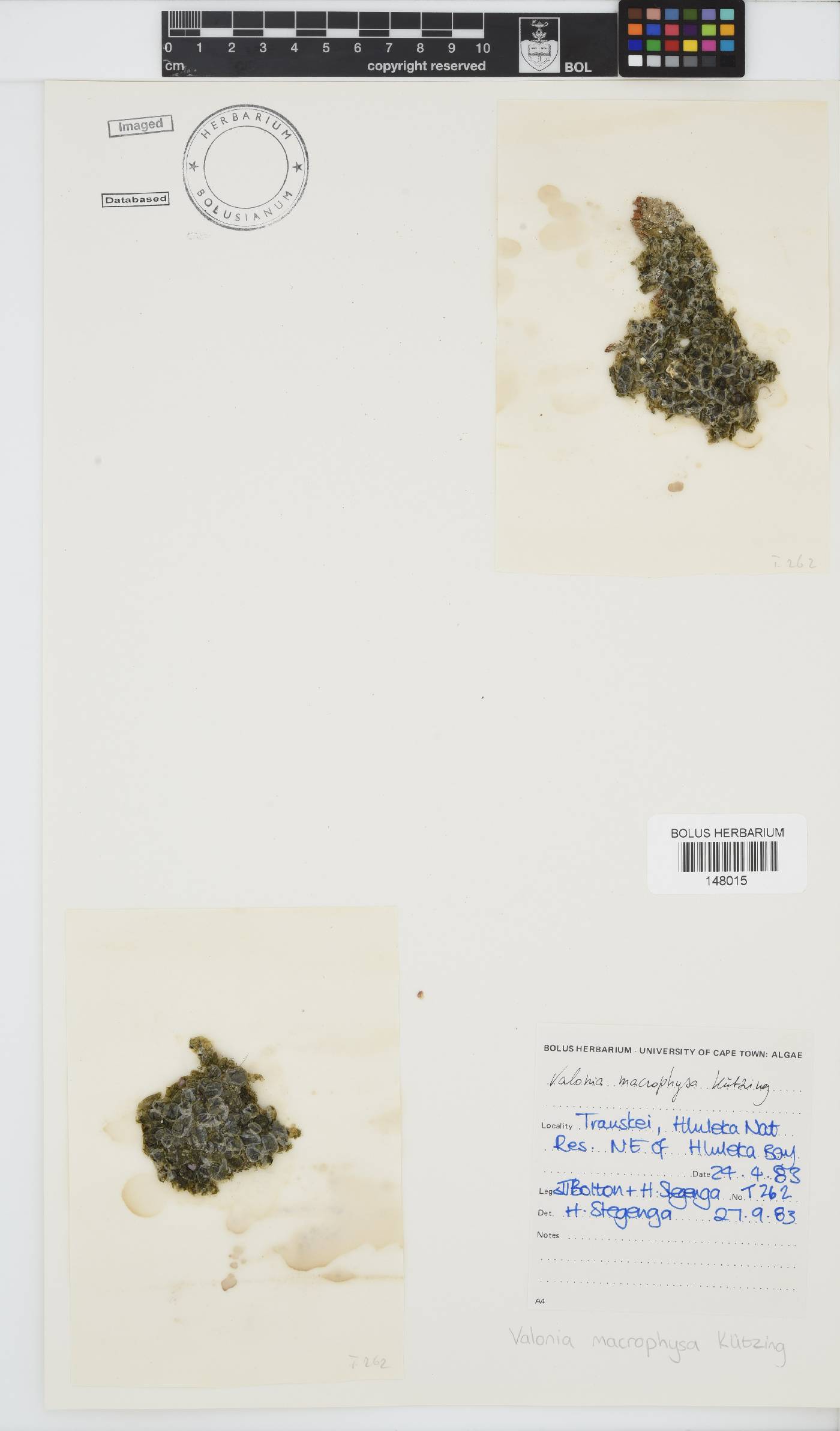 Valonia macrophysa image