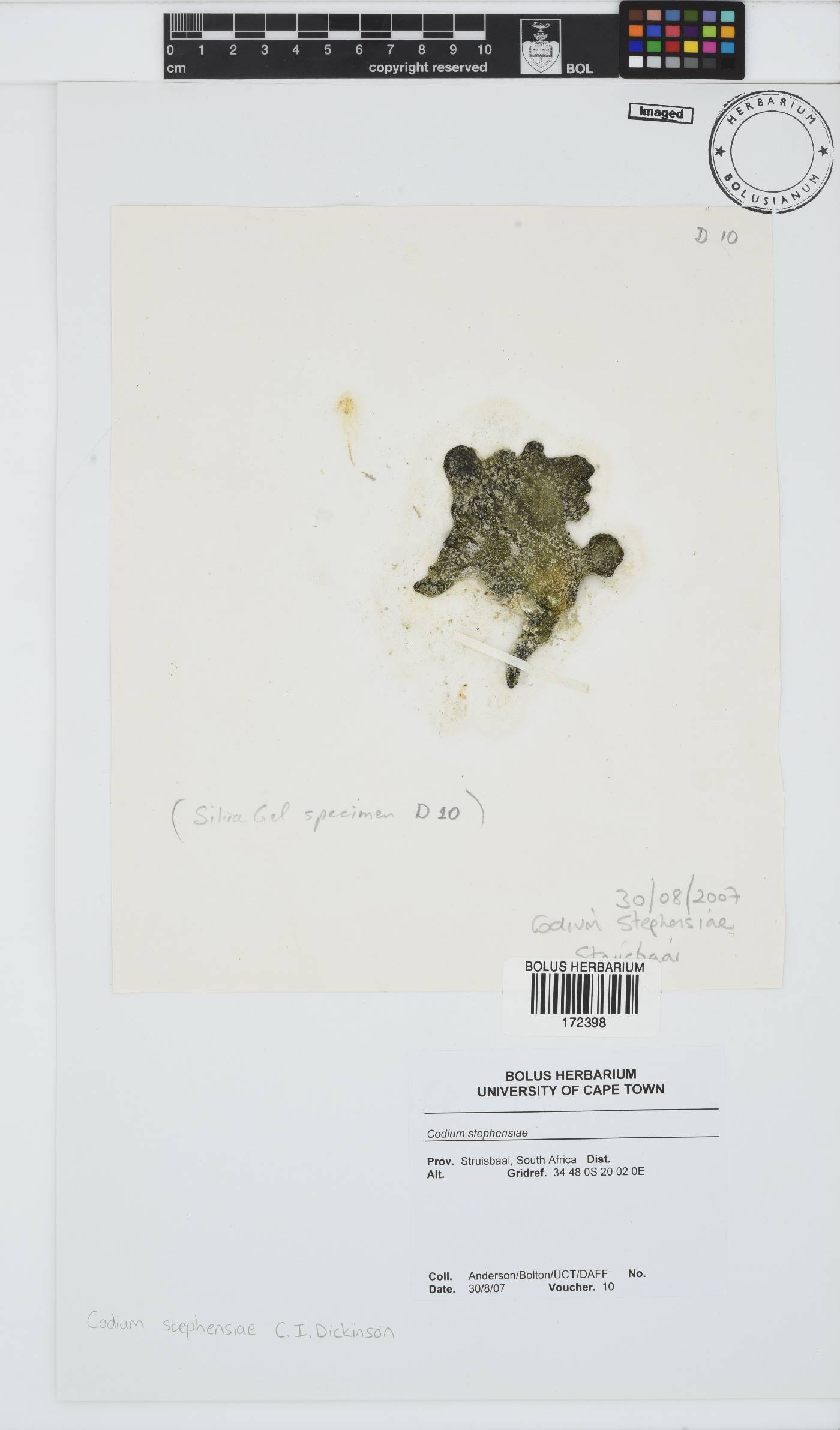 Codium stephensiae image