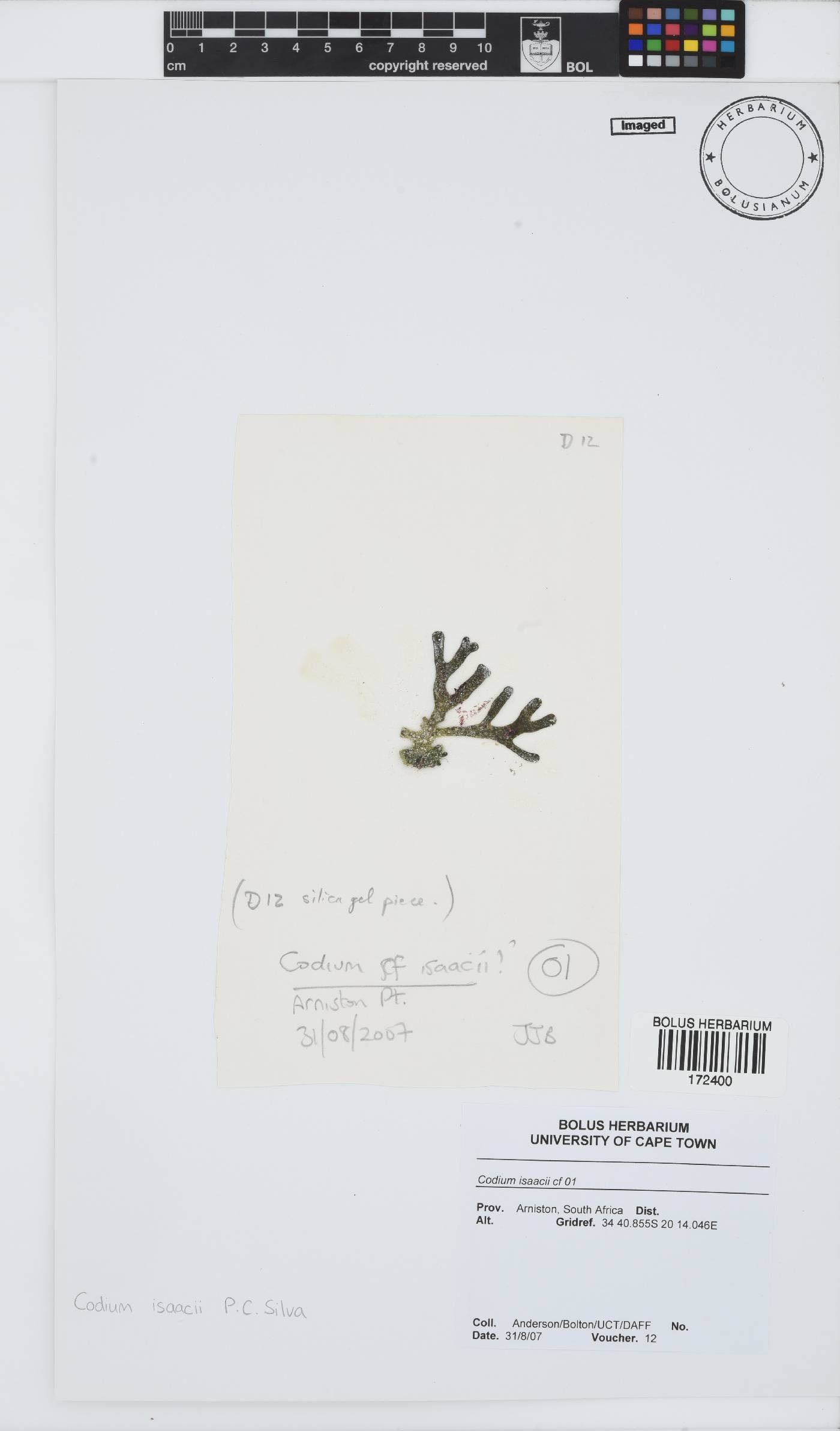 Codium isaacii image