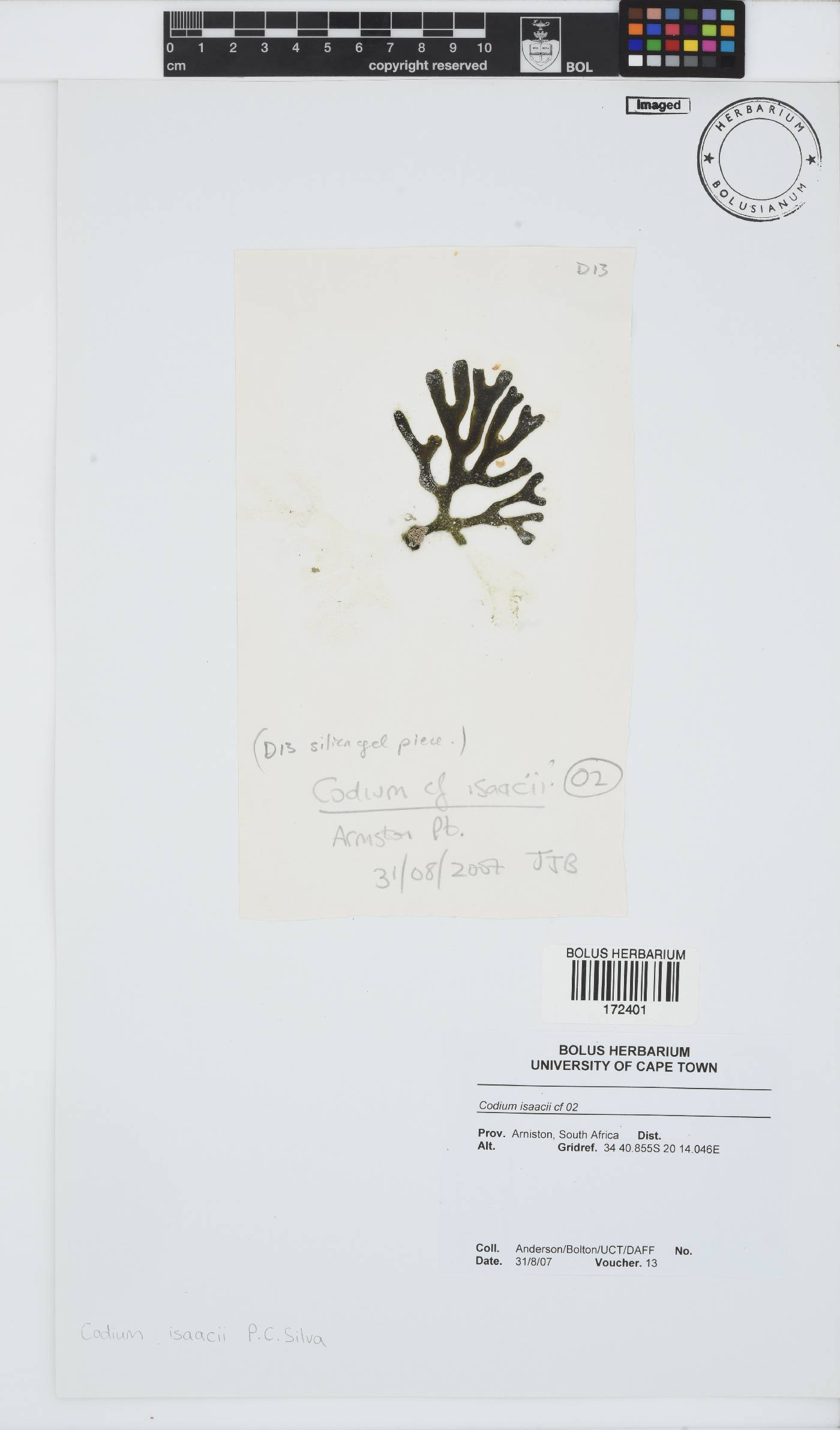 Codium isaacii image