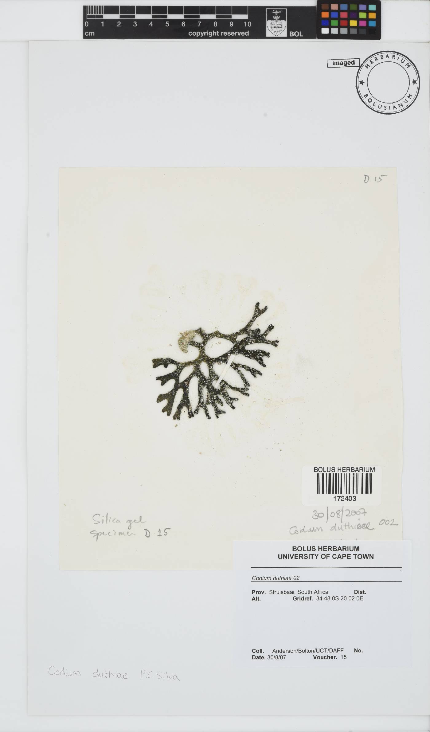 Codium duthieae image