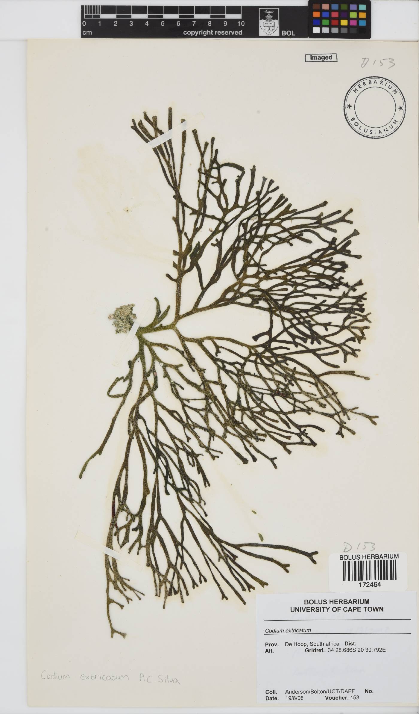 Codium extricatum image