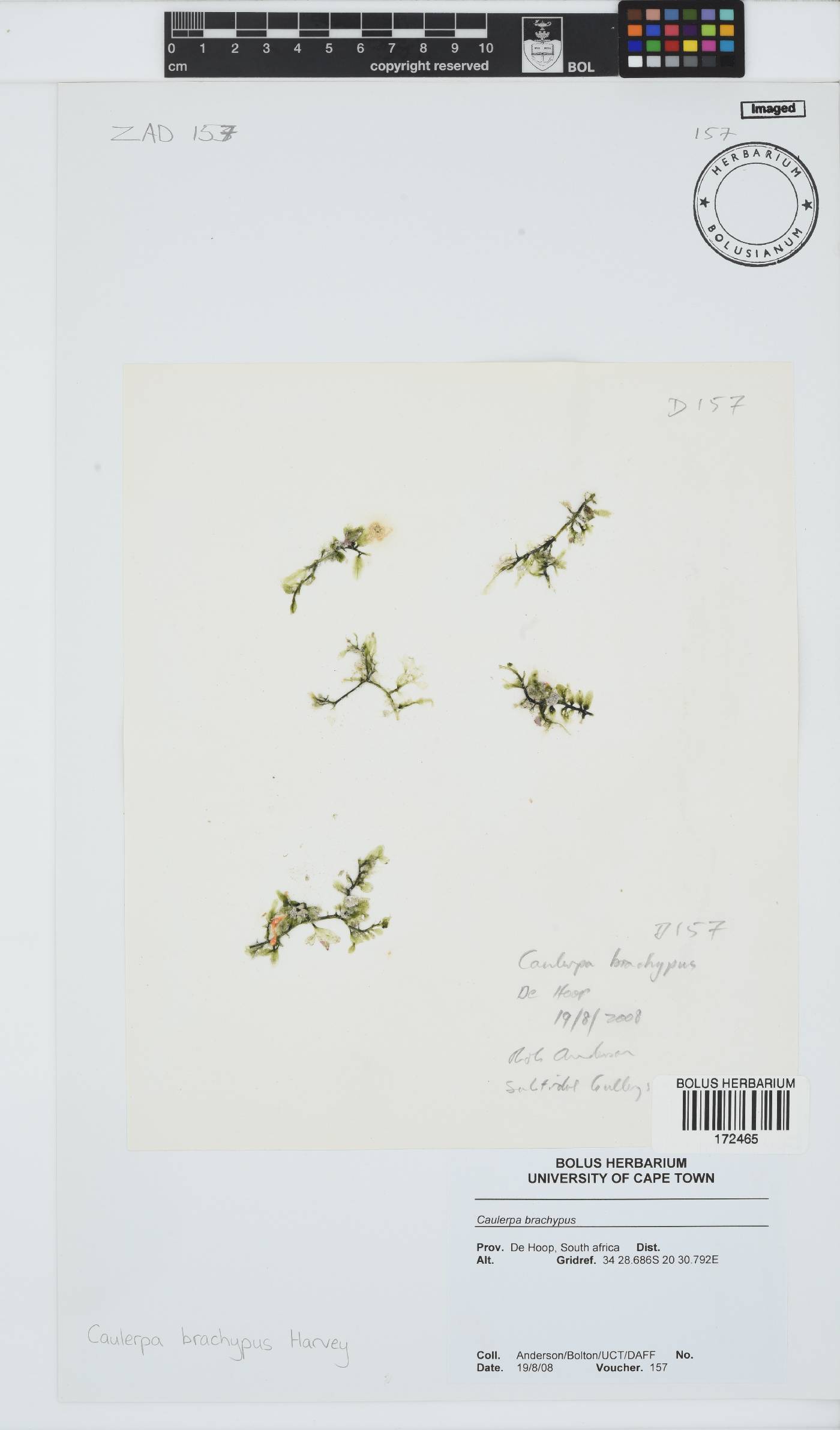 Caulerpa brachypus image