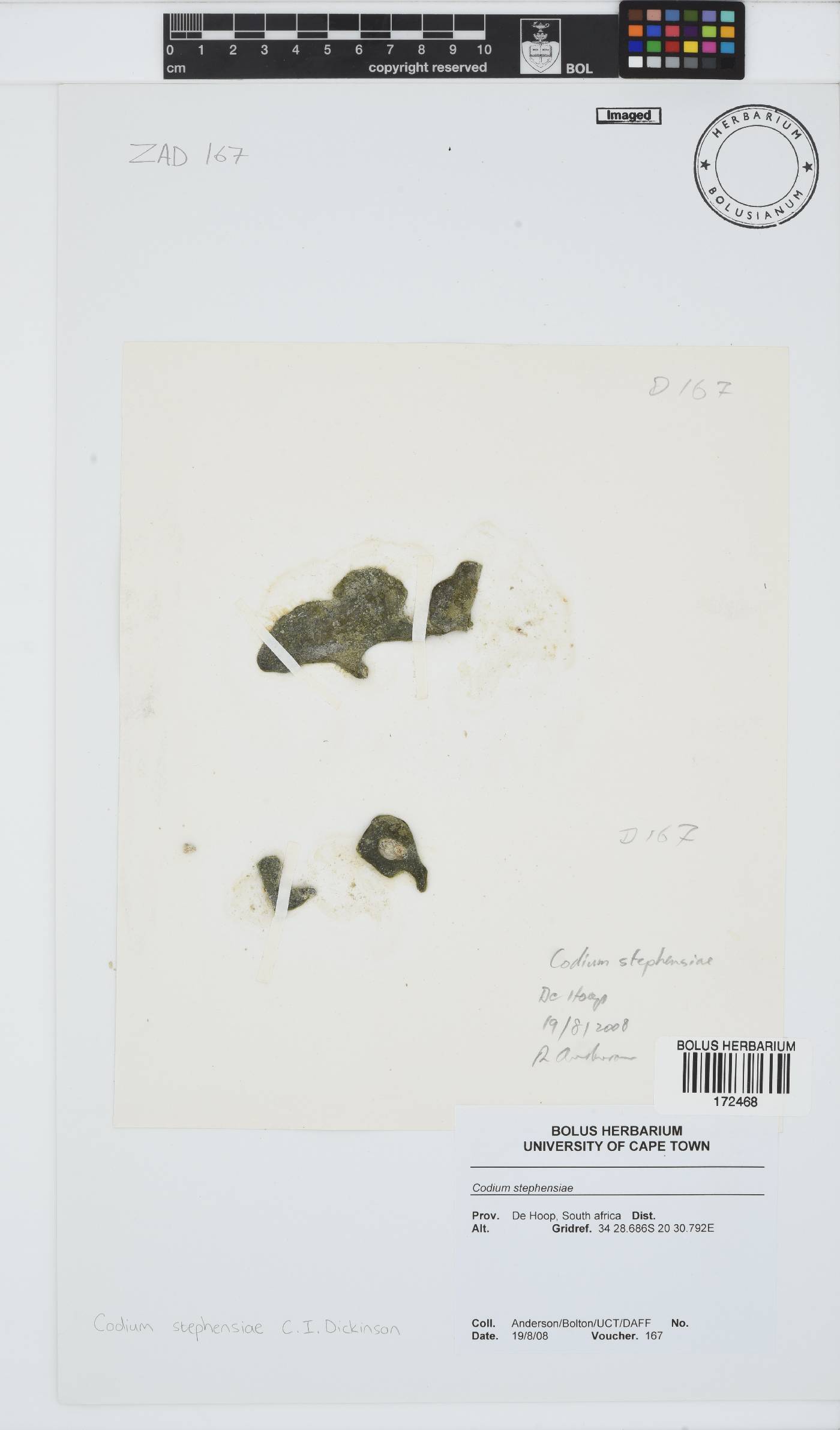 Codium stephensiae image