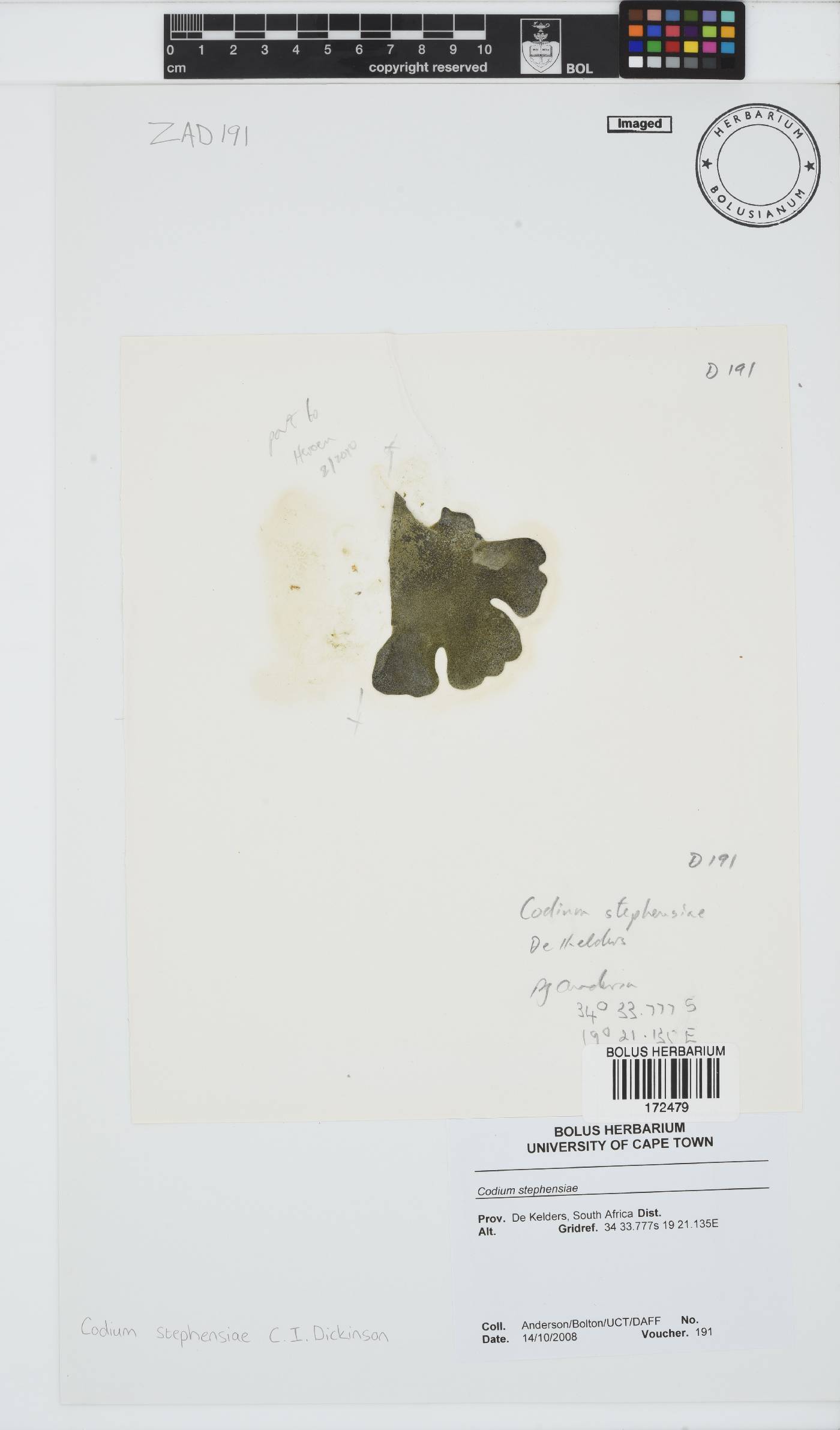 Codium stephensiae image