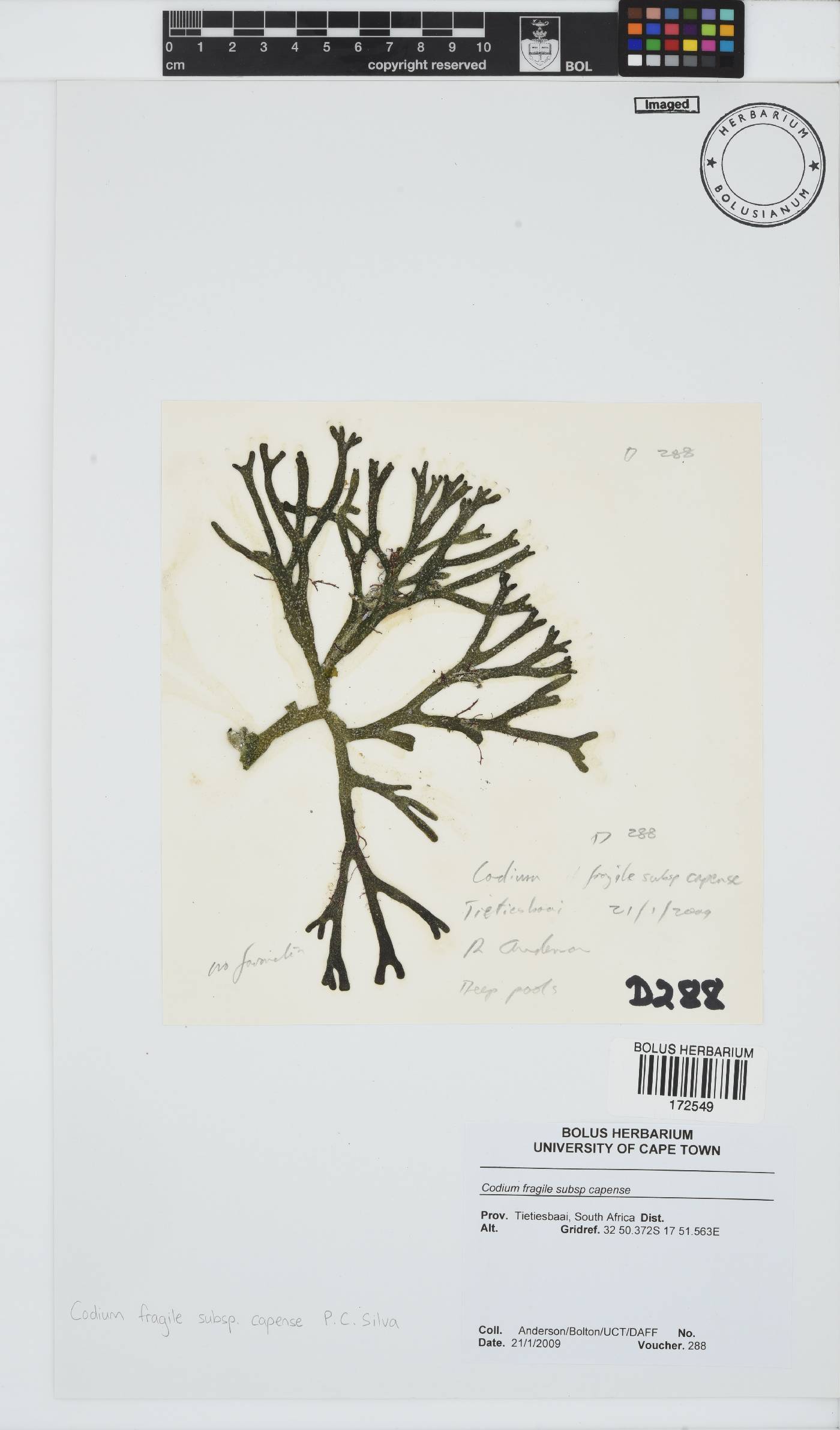 Codium fragile image