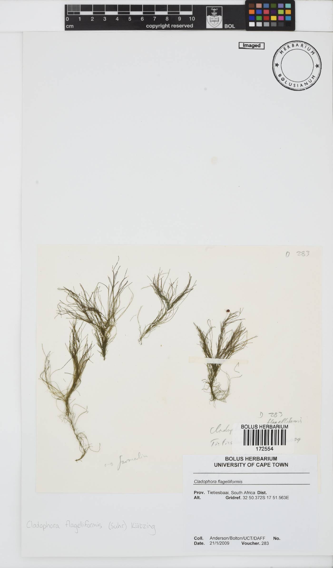 Cladophora flagelliformis image