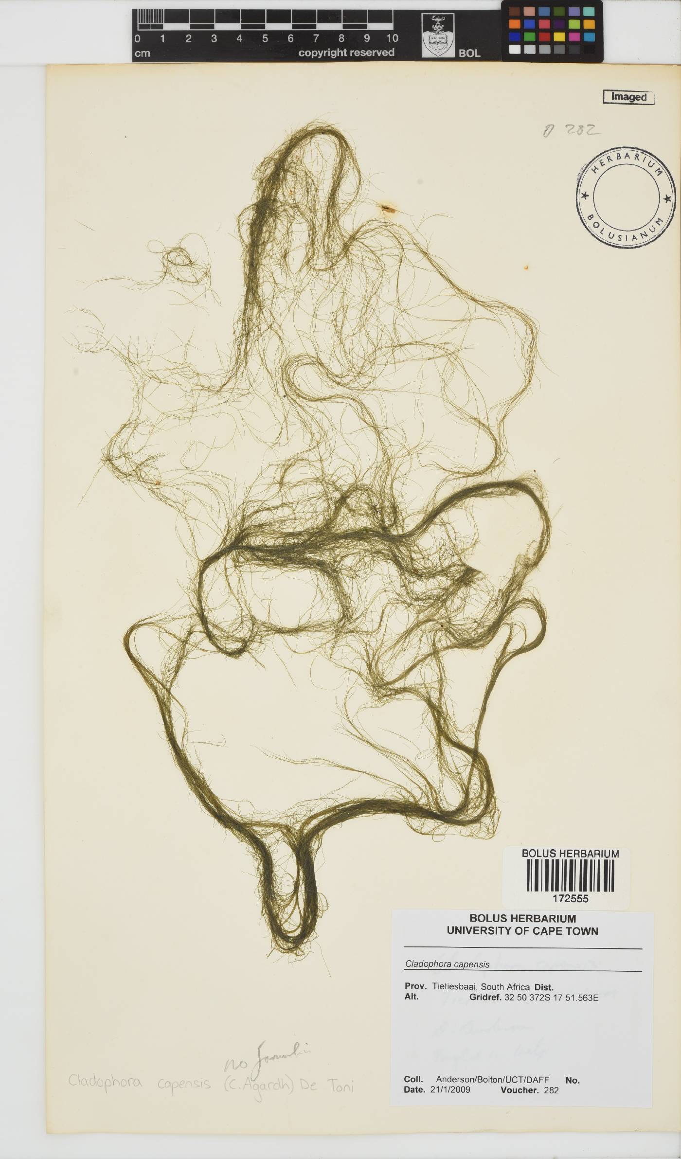 Cladophora image