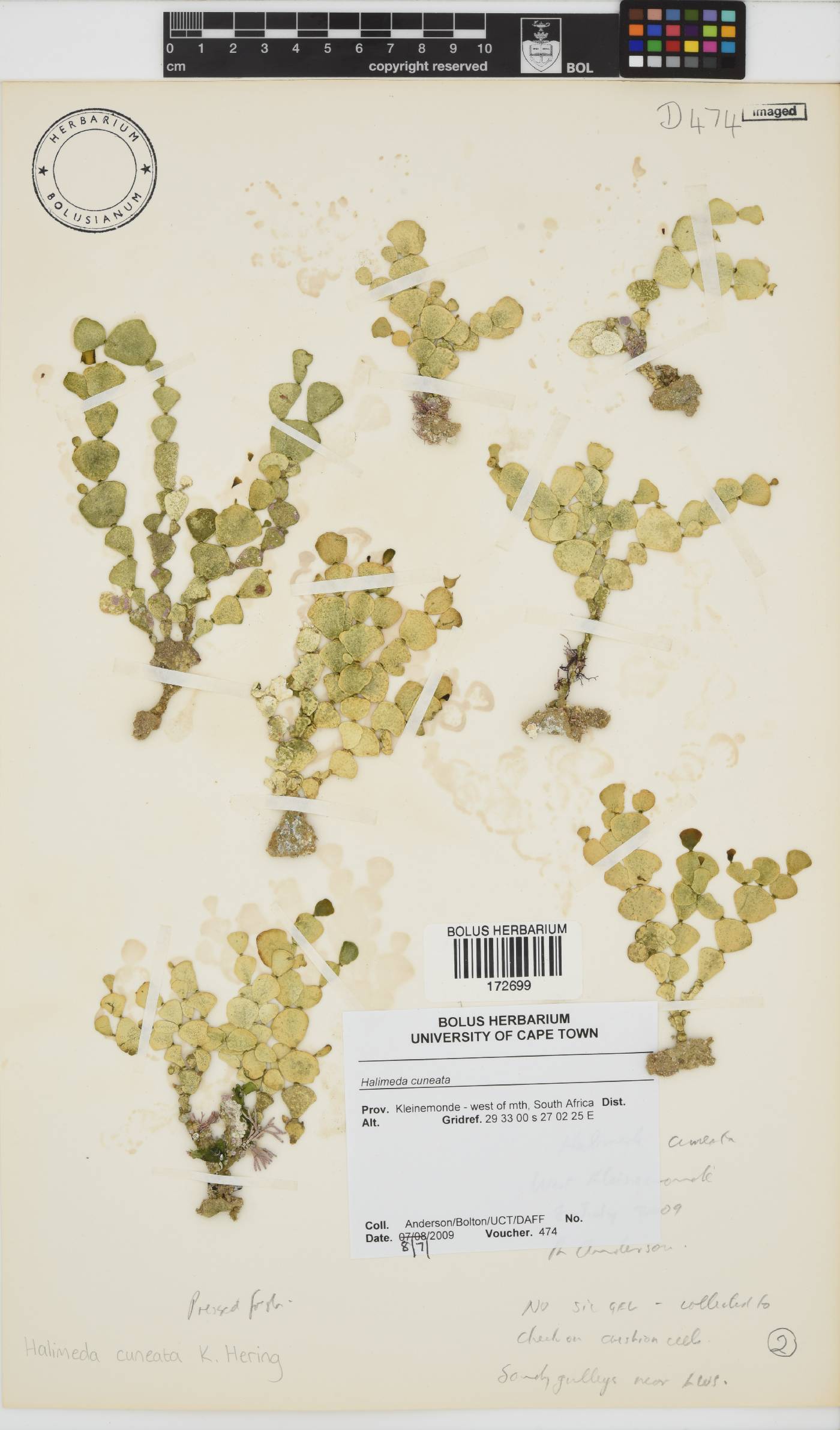 Halimeda cuneata image