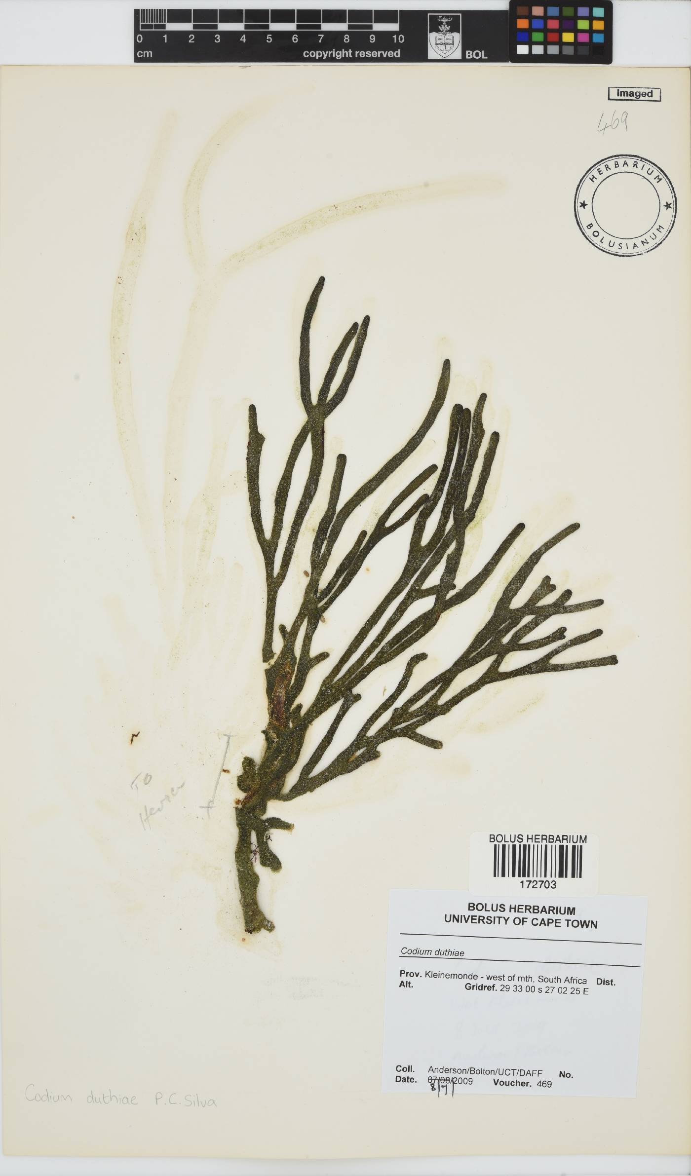 Codium duthieae image