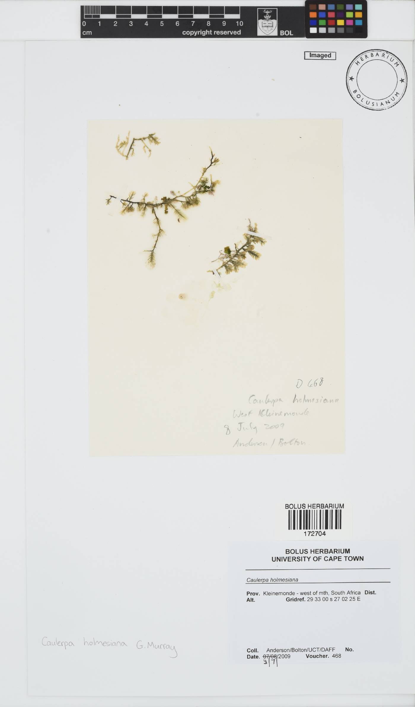 Caulerpa holmesiana image