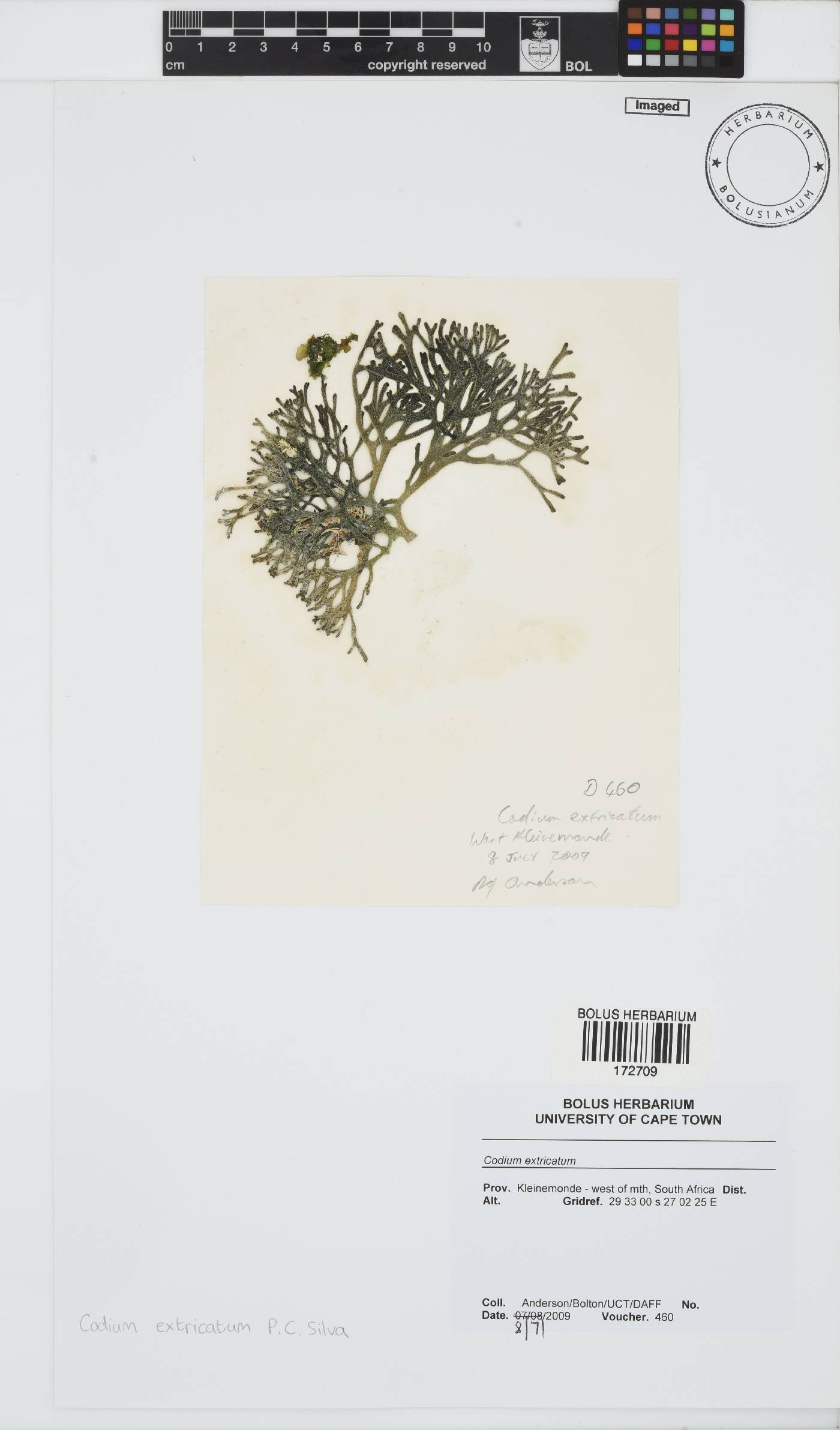 Codium extricatum image