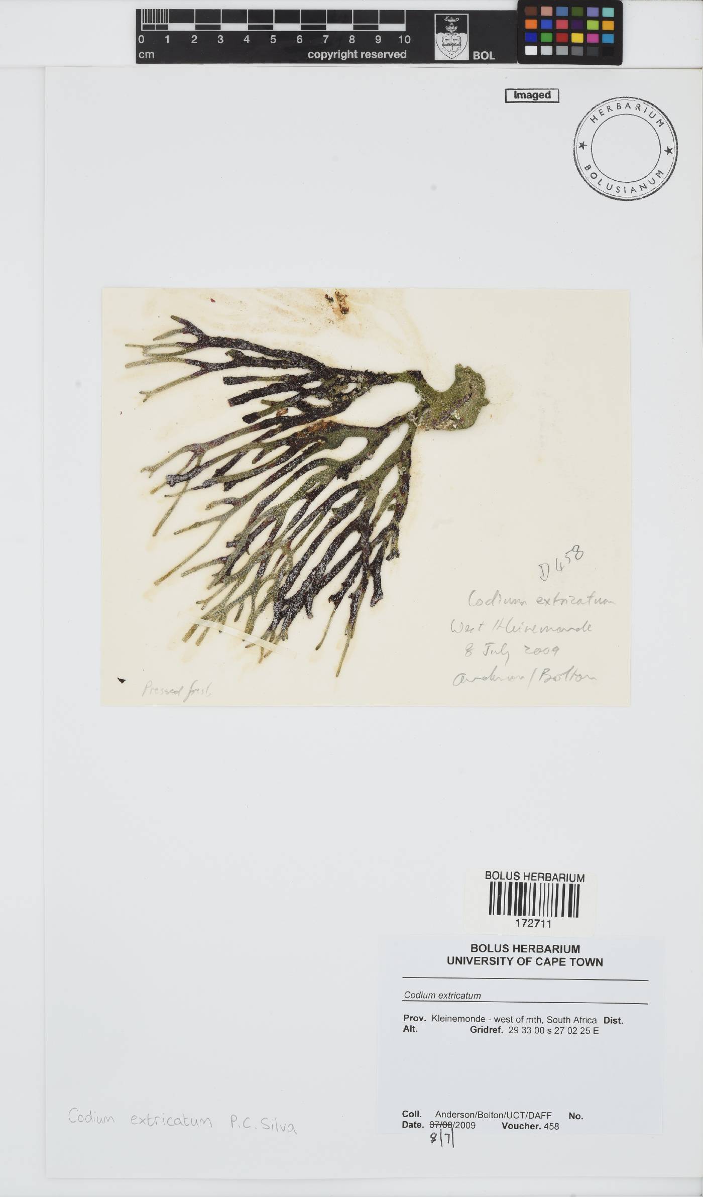 Codium extricatum image