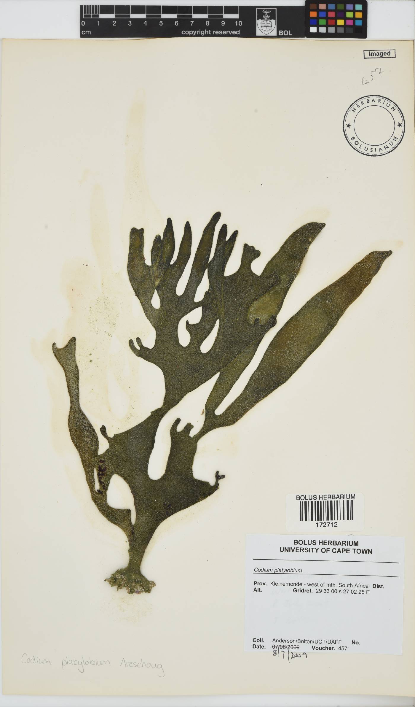 Codium platylobium image