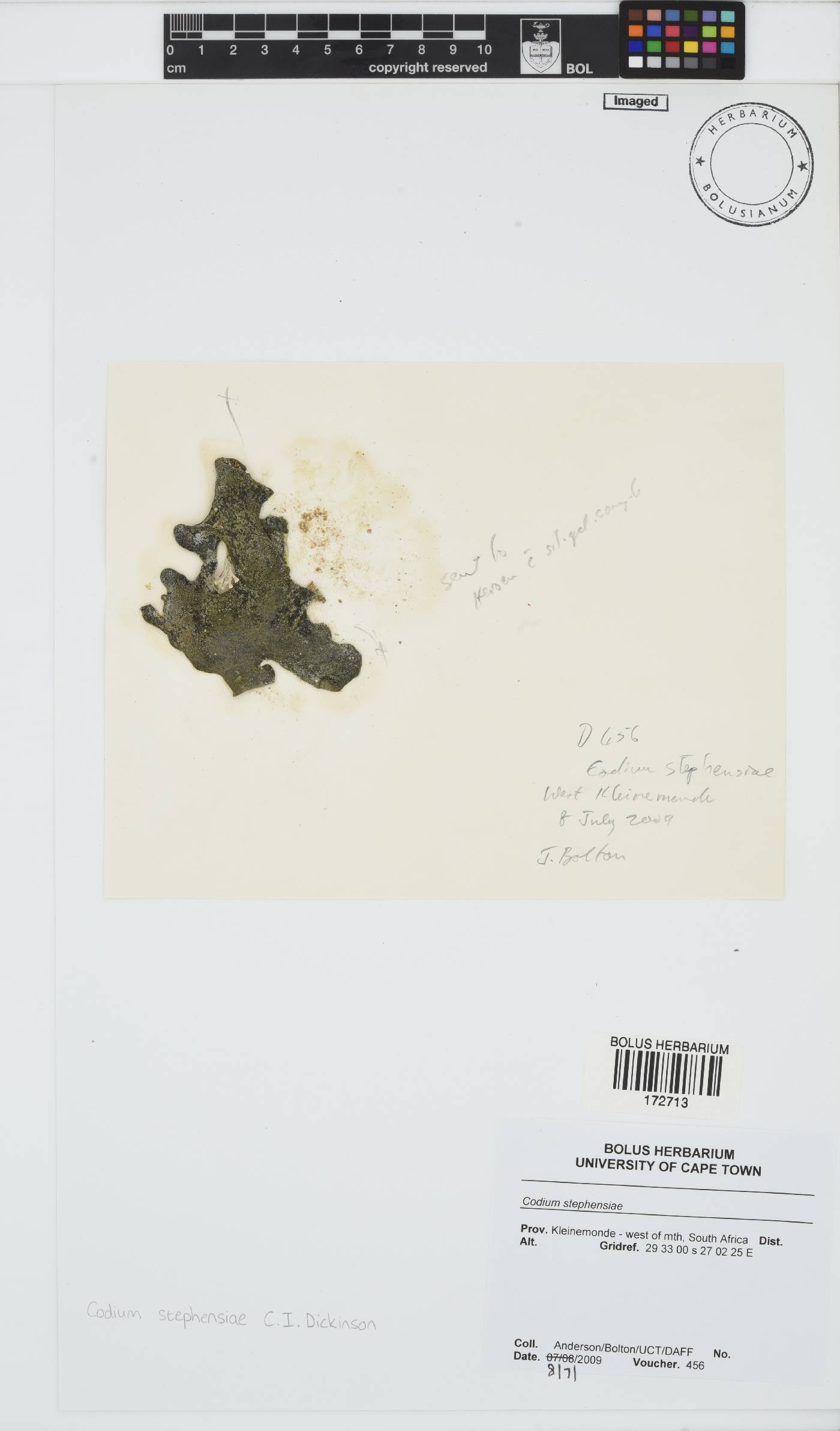 Codium stephensiae image