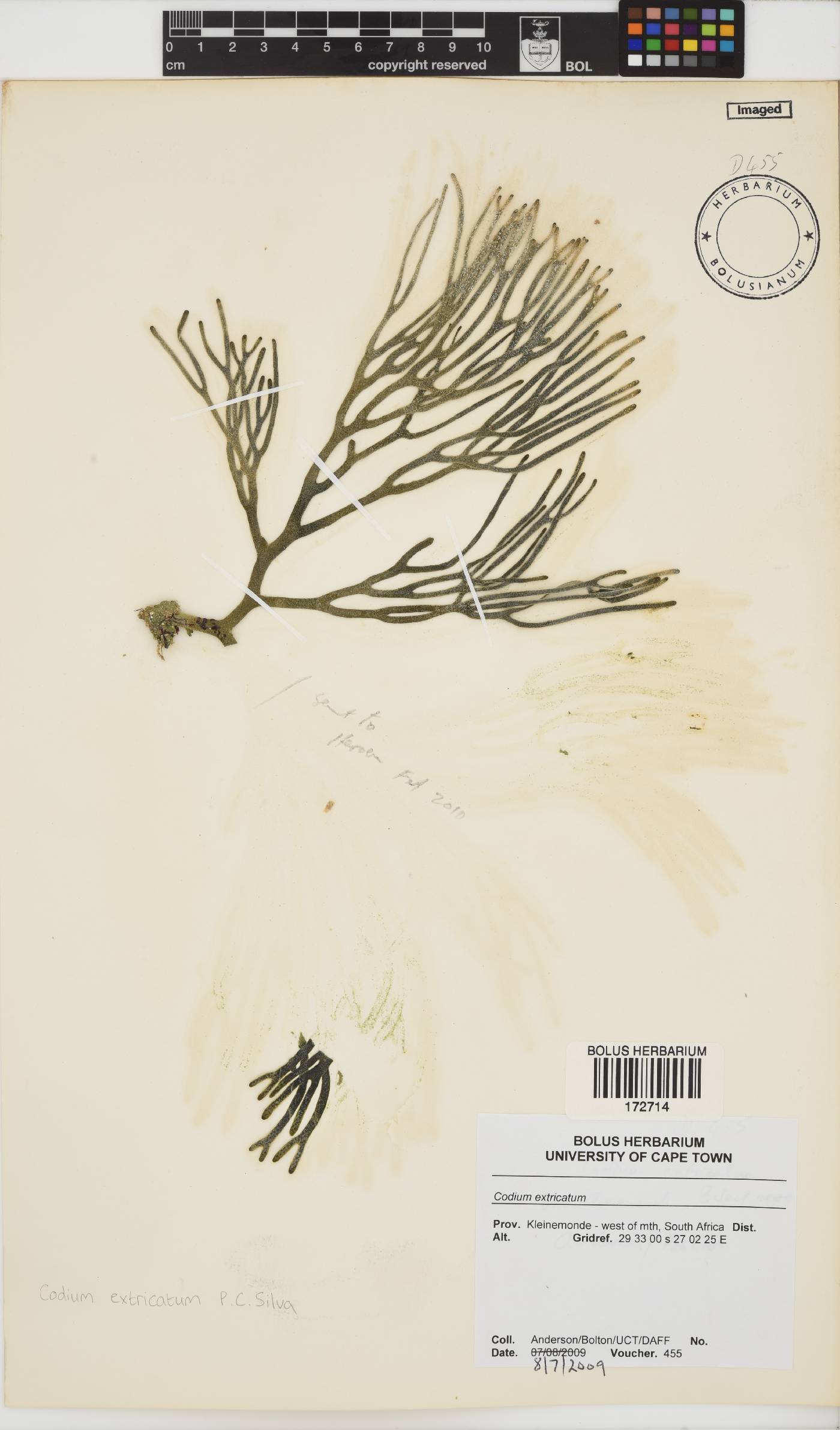 Codium extricatum image