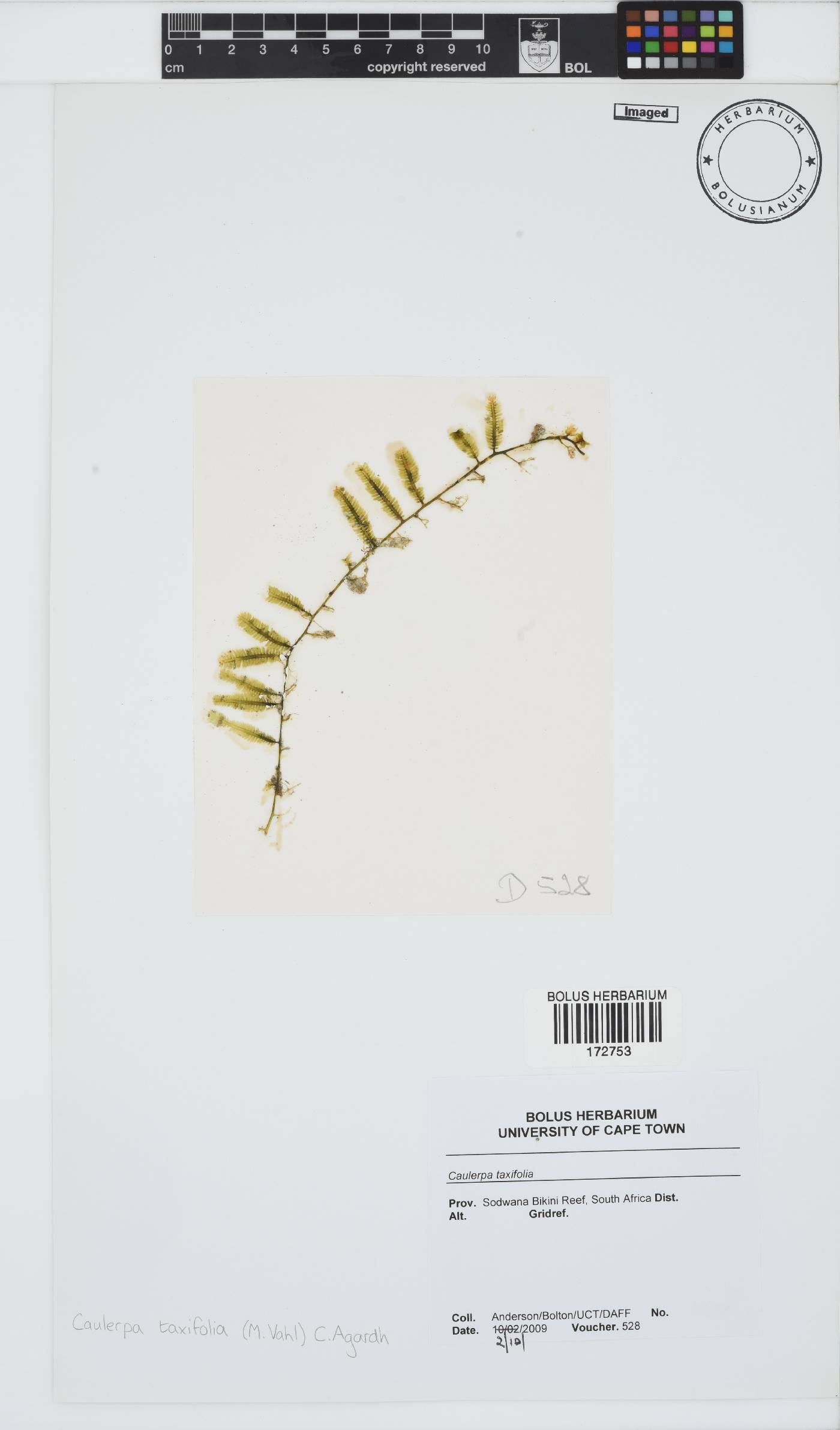 Caulerpa taxifolia image