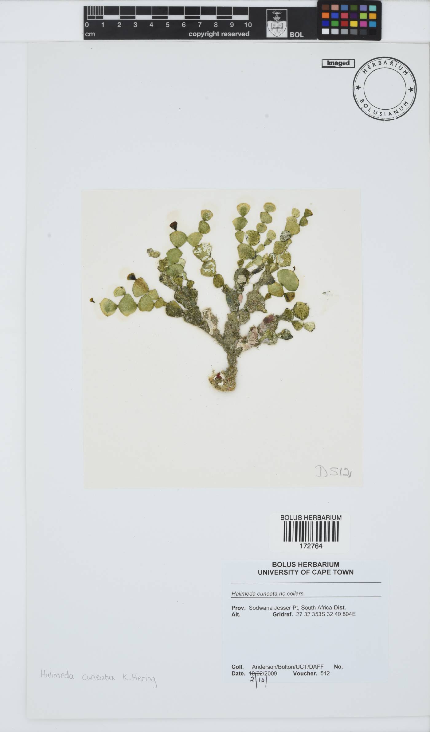 Halimeda cuneata image