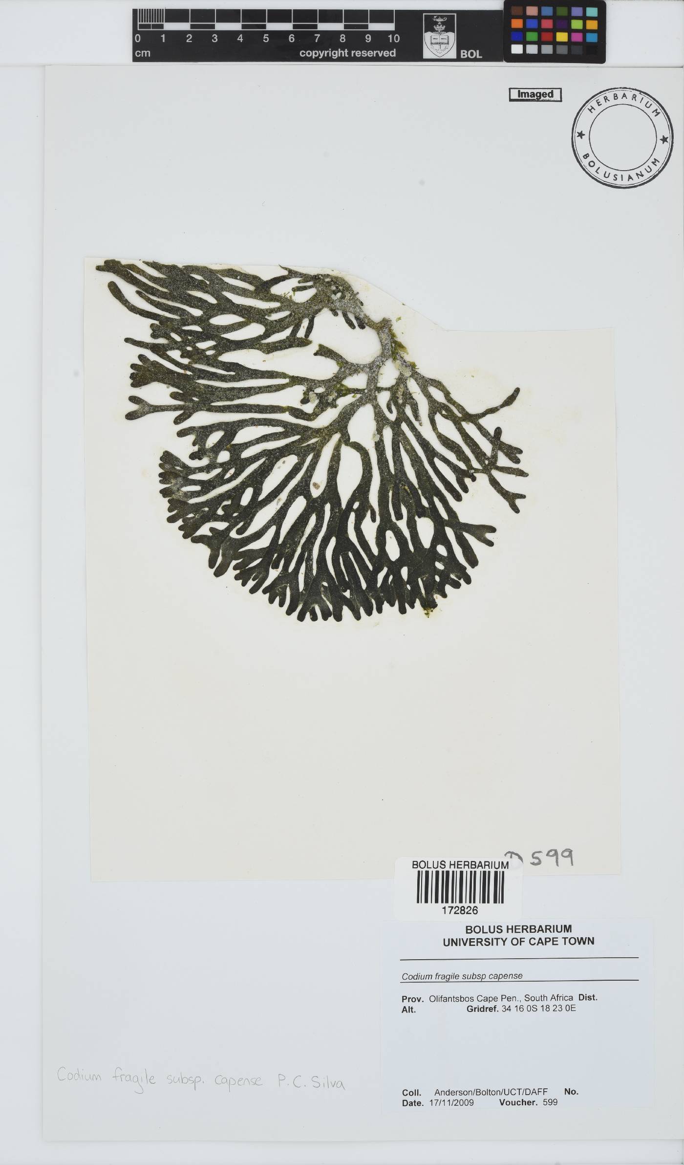 Codium fragile image