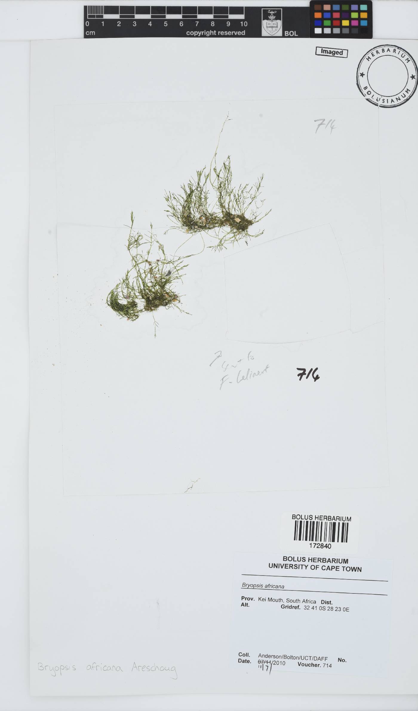 Bryopsis africana image