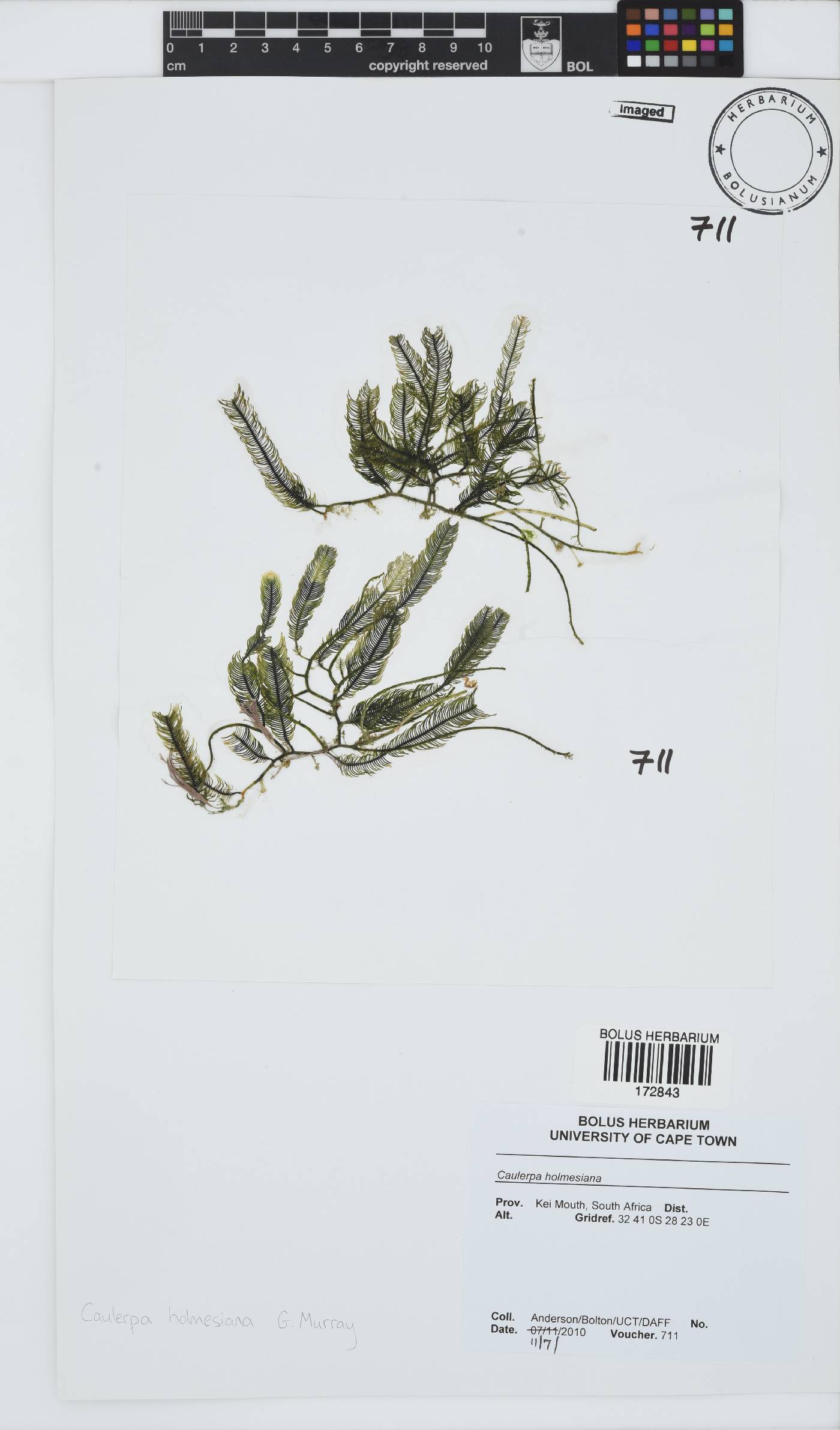 Caulerpa holmesiana image