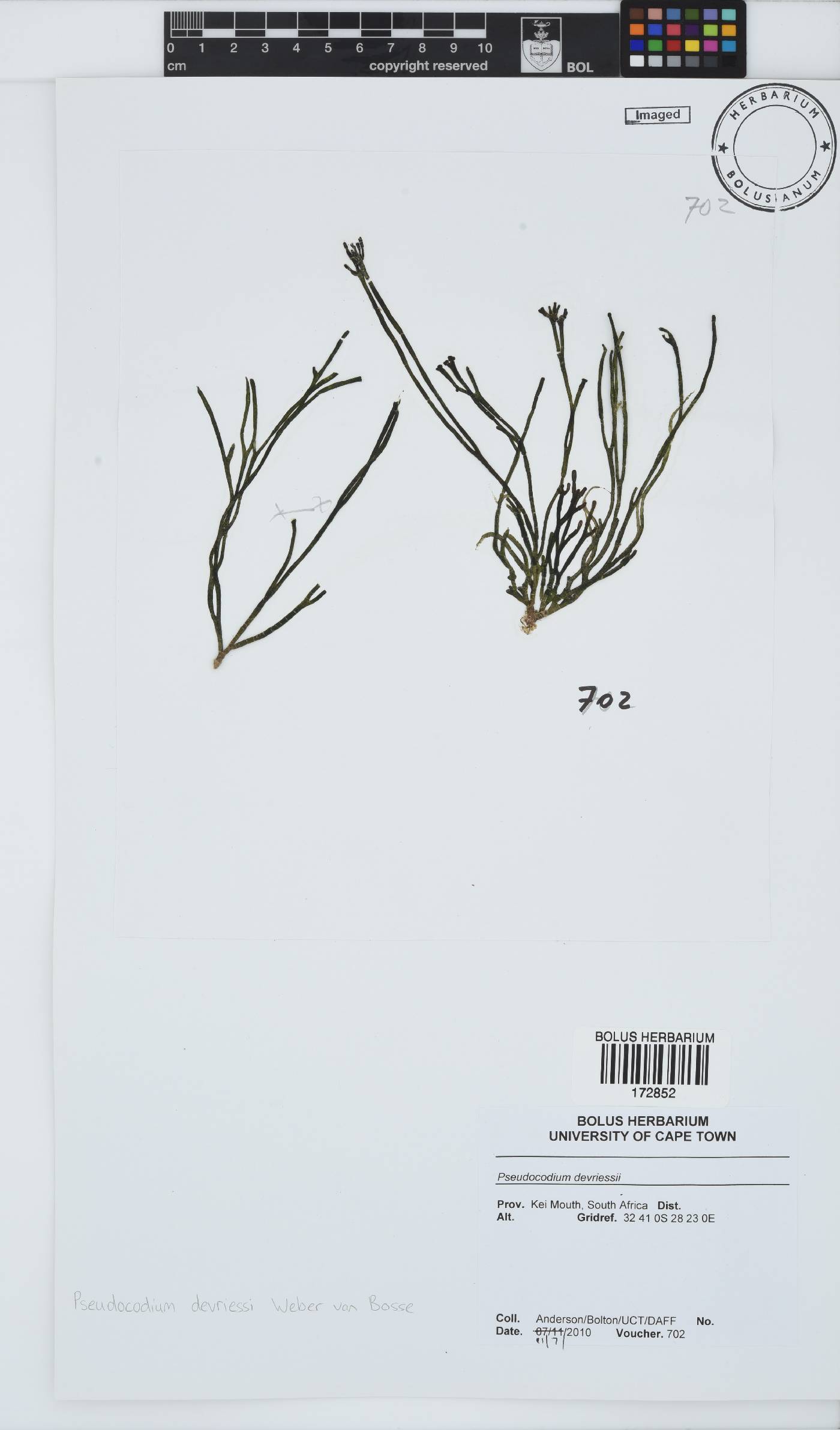 Pseudocodiaceae image