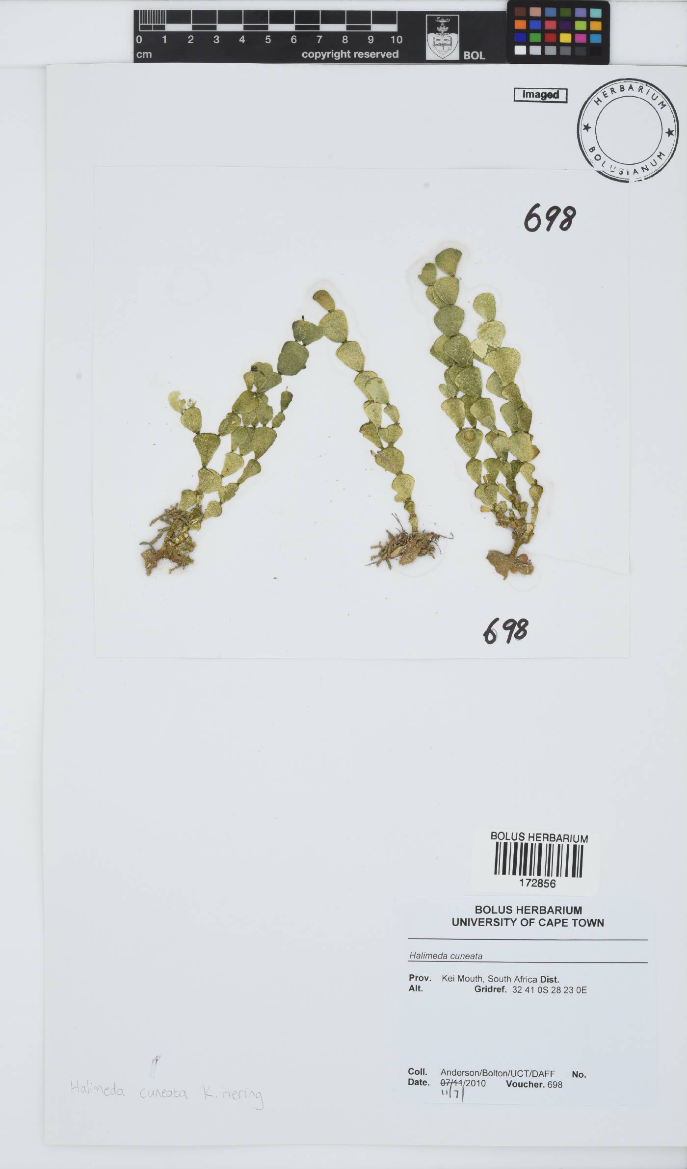Halimeda cuneata image