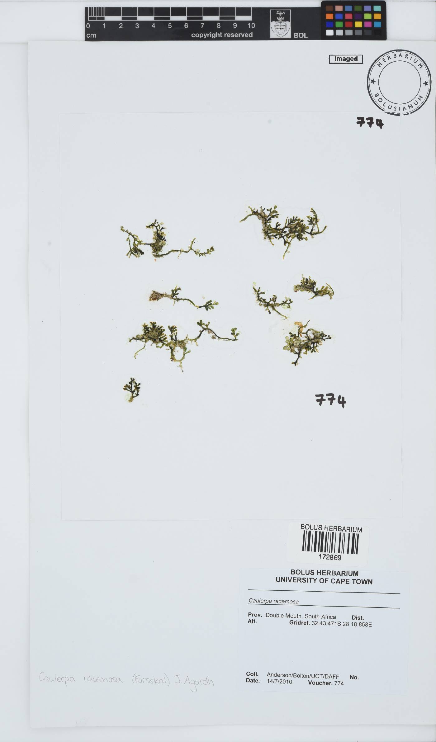 Caulerpa racemosa image