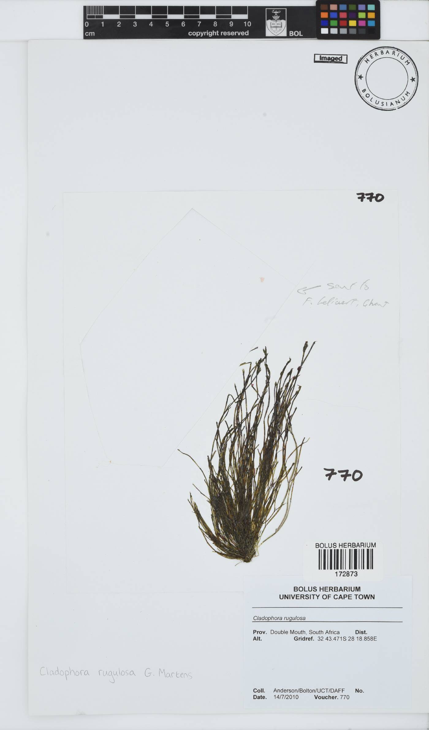 Cladophora image
