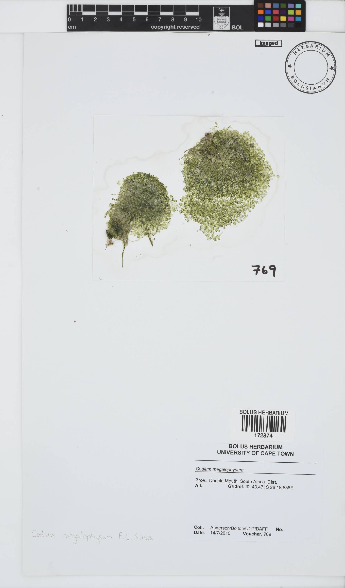 Codium megalophysum image
