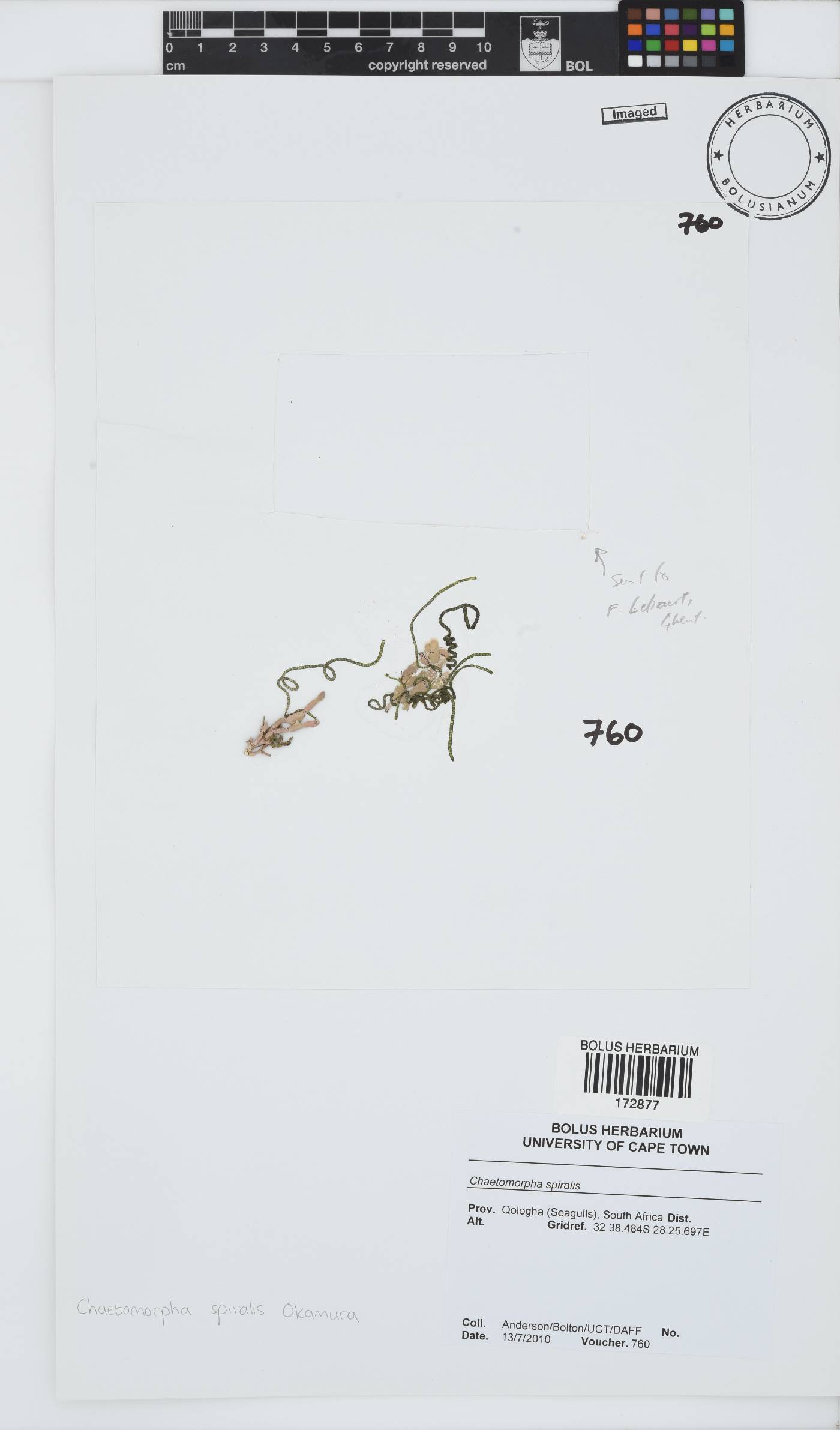 Chaetomorpha spiralis image