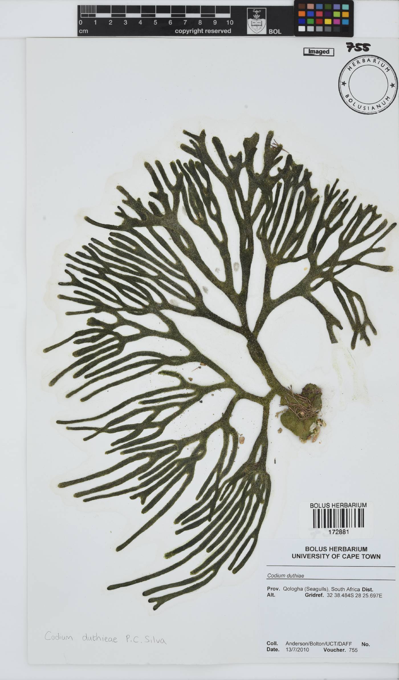 Codium duthieae image