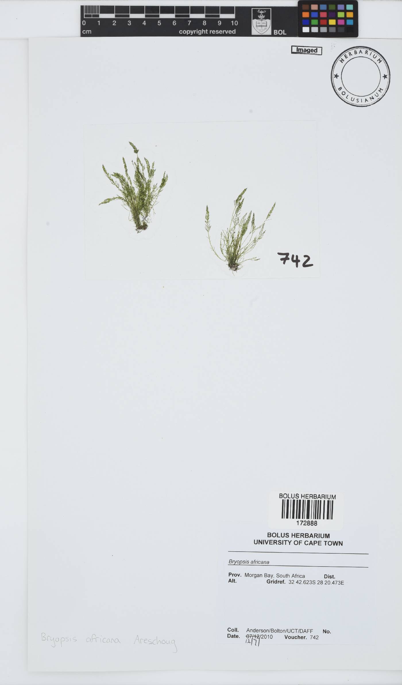 Bryopsis africana image