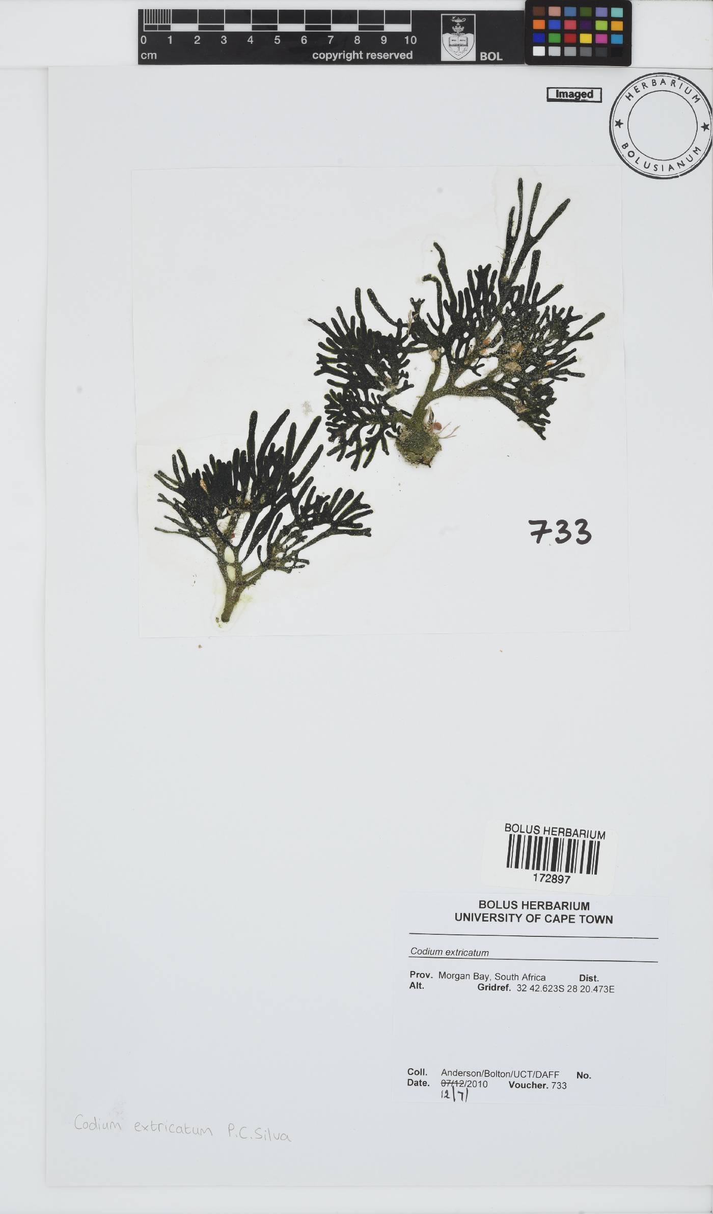 Codium extricatum image
