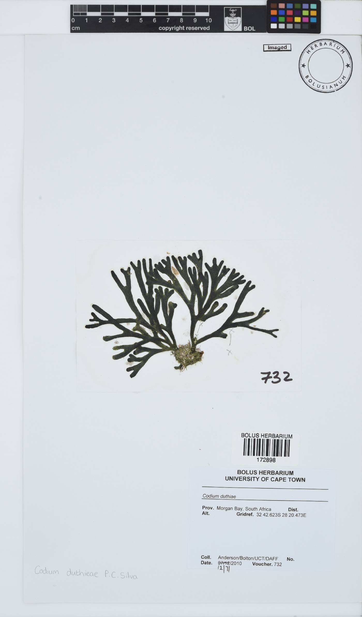Codium duthieae image